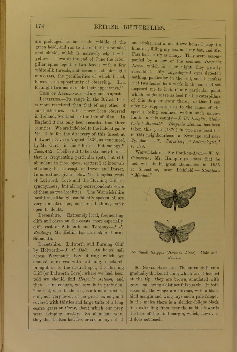 I are prolonged as far as the middle of the green head, and run to the end of the rounded anal shield, which is narrowly edged with yellow. Towards the end of June the cater- pillar spins together two leaves with a few white silk threads, and becomes a slender agile chrysalis, the peculiarities of which I had, however, no opportunity of observing. In a fortnight two males made their appearance.” Time of Appearance.—July and August. Localities.—Its range in the British Isles is more restricted than that of any other of our butterflies. It has never been observed in Ireland, Scotland, or the Isle of Man. In England it has only been recorded from three counties. We are indebted to the indefatigable Mr. Dale for the discovery of this insect at Lulworth Cove in August, 1832, as announced by Mr. Curtis in his “ British Entomology,” Fasc. 442. I believe it to be extremely local— that is, frequenting particular spots, but still abundant in those spots, scattered at intervals all along the sea-coasts of Devon and Dorset. In an extract given below Mr. Douglas treats of Lulworth Cove and the Burning Cliff as synonymous; but all my correspondents write of them as two localities. The Warwickshire localities, although confidently spoken of, are very unlooked for, and are, I think, fairly open to doubt. Devonshire. Extremely local, frequenting cliffs and coves on the coasts, more especially cliffs east of Sidmouth and Torquay—J. J. Reading; Mr. Hellins has also taken it near Sidmouth. Dorsetshire. Lulworth and Burning Cliff by Holworth—J. C. Dale. An hours’ sail across Weymouth Bay, during which Ave amused ourselves with catching mackerel, brought us to the desired spot, the Burning Cliff (or Lulworth Cove), where we had been told we should find Hesperia Adceon, and there, sure enough, we saw it in profusion. The spot, close to the sea, is a kind of under- cliff, not very level, of no great extent, and covered with thistles and large tufts of a long coarse grass or Carex, about which our prey were skipping briskly. So abundant Avere they that I often had five or six in my net at one stroke, and in about two hours I caught a hundred, filling my box and my hat, and Mr. Earr had nearly as many. They were accom- panied by a feAV of the common Hesperia Linea, which in their flight they greatly resembled. My ungeological eyes detected nothing particular in the soil, and I confess that two hours’ hard work in the sun had not disposed me to look if any particular plant Avhich might serve as food for the caterpillars of this Skipper grew there; so that I can offer no supposition as to the cause of the species being confined Avithin such narrow limits in this county—/. W. Douglas, Stain- ton’s “Manual.” Hesperia Actteon has been taken this year (1870) in two new localities in this neighbourhood, at Swanage and near Tyneham—1. Parmiter, “ Entomologist,” v. 179. Warwickshire. Stratford-on-Avon— W. G. Colbourne; Mr. Humphreys states that he met Avith it in great abundance in 1835 at Shenstone, near Lichfield — Stainton's “ Manual.” 66. Small Skipper (Hesperia Linea). Male and Female. 66. Small Skipper.—The antennae have a gradually thickened club, which is not hooked at the tip; they are brown, annuluted with gray, and having a distinct fulvous tip. In both sexes all the wings are fulvous, with a black hind margin and Aving-rays and a pale fringe: in the males there is a slender oblique black line extending from near the middle towards the base of the hind margin, Avhich, however, it docs not reach.