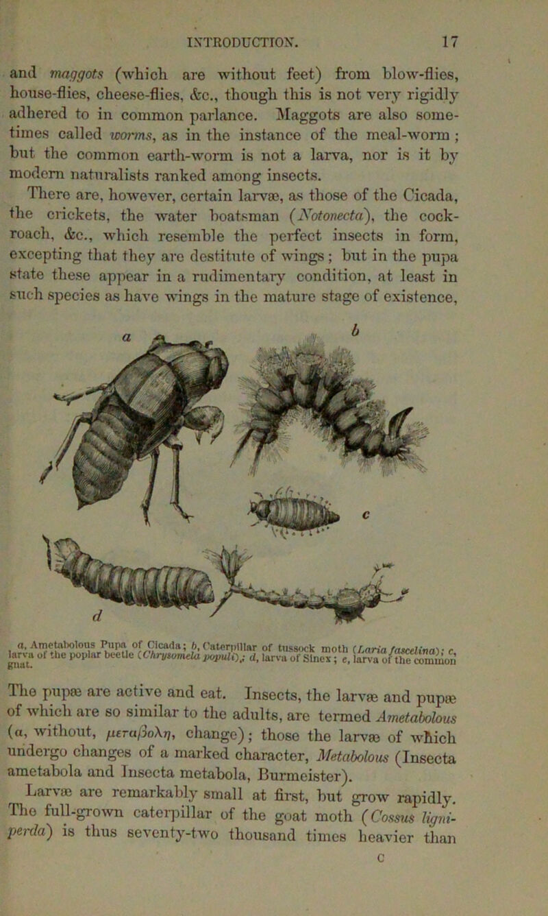 and maggots (which are without feet) from blow-flies, house-flies, cheese-flies, &c., though this is not very rigidly adhered to in common parlance. Maggots are also some- times called worms, as in the instance of the meal-worm ; but the common earth-worm is not a larva, nor is it by modem naturalists ranked among insects. There are, however, certain larvae, as those of the Cicada, the crickets, the water boatsman (Notonecta), the cock- roach, &c., which resemble the perfect insects in form, excepting that they are destitute of wings; but in the pupa state these appear in a rudimentary condition, at least in such species as have wings in the mature stage of existence, Ihe pup® are active and eat. Insects, the larvae and pup® of which are so similar to the adults, are termed AmetaMous (a, without, gerafioXg, change); those the larv® of which undergo changes of a marked character, Metabolous (Insecta ametabola and Insecta metabola, Burmeister). Larv® are remarkably small at first, but grow rapidly. The full-grown caterpillar of the goat moth (Cossus ligni- perda) is thus seventy-two thousand times heavier than c