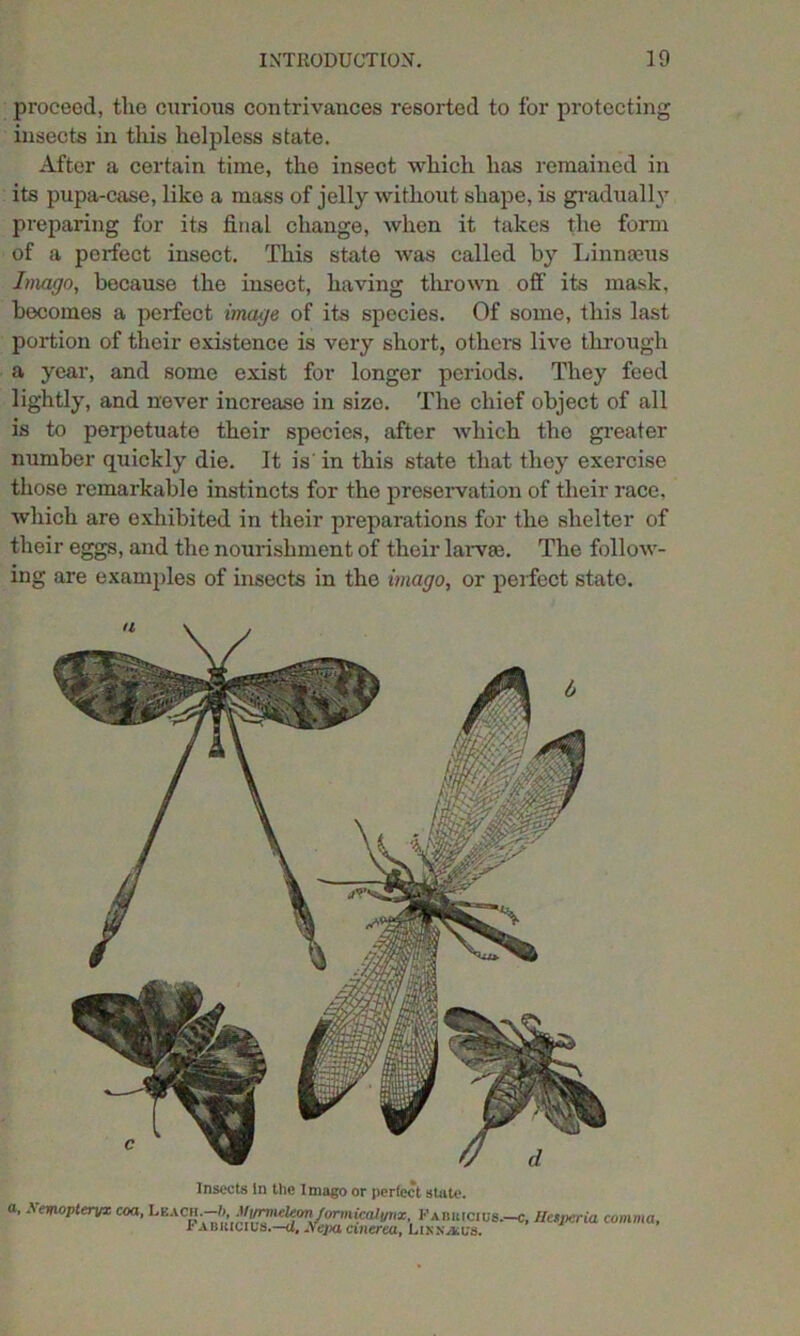 proceed, the curious contrivances resorted to for protecting insects in this helpless state. After a certain time, the insect which has remained in its pupa-case, like a mass of jelly without shape, is gradually preparing for its final change, when it takes the form of a perfect insect. This state was called by Linnaeus Imago, because the insect, having thrown off its mask, becomes a perfect image of its species. Of some, this last portion of their existence is very short, others live through a year, and some exist for longer periods. They feed lightly, and never increase in size. The chief object of all is to perpetuate their species, after which the greater number quickly die. It is' in this state that they exercise those remarkable instincts for the preservation of their race, which are exhibited in their preparations for the shelter of their eggs, and the nourishment of their larvae. The follow- ing are examples of insects in the imago, or perfect state. Insects in the Imago or perfect shite. d, A ev/iopteryx coa, Leach.—b, Afymielcon formicalynx, Pabuicius.- Fabkicius.—d, Nepa cinerea, Lixxjkvs.