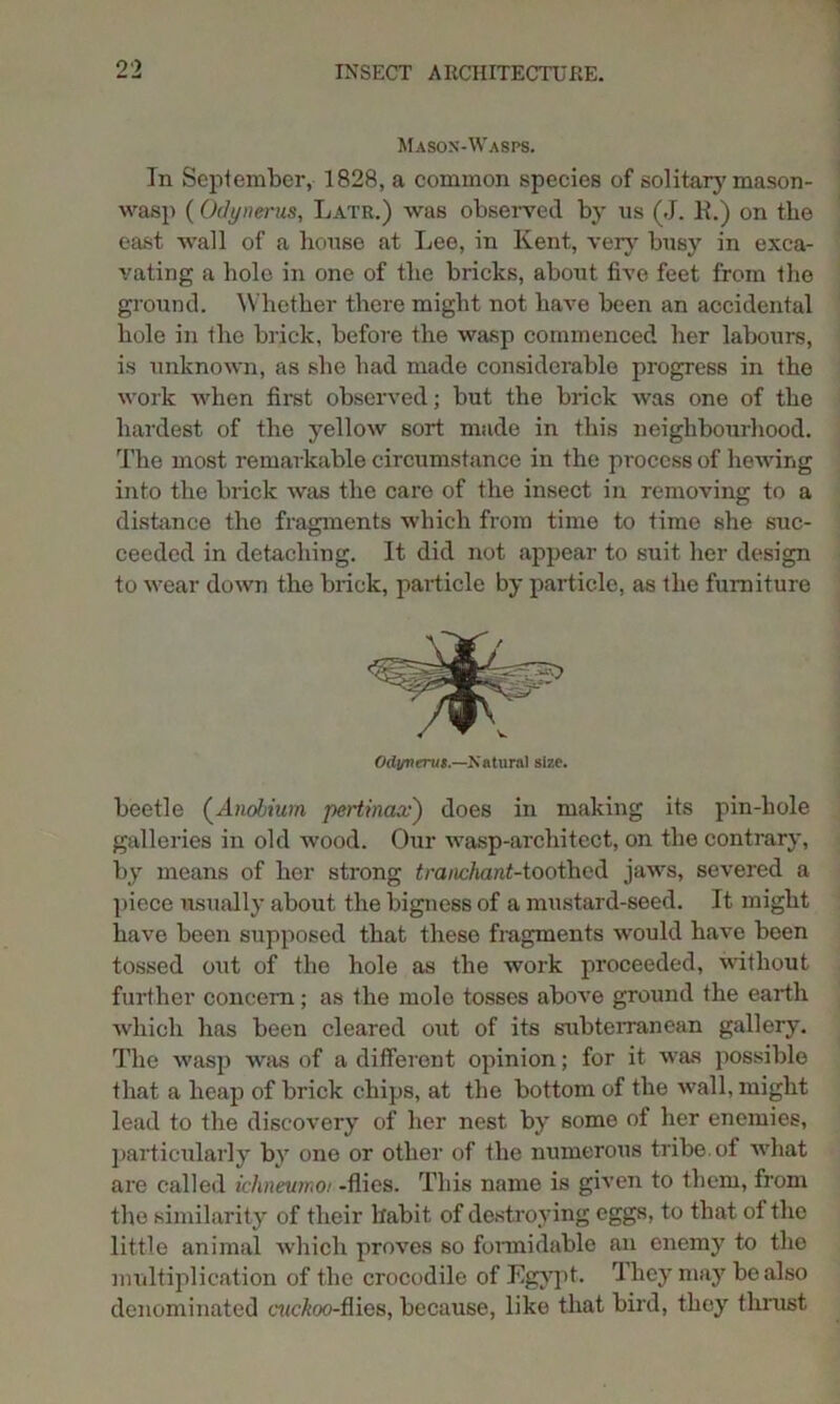 Mason-Wasps. In September, 1828, a common species of solitarj'mason- wasp (Odynerus, Latr.) was observed by ns (J. R.) on the east wall of a house at Lee, in Kent, very busy in exca- vating a bole in one of the bricks, about five feet from the ground. Whether there might not have been an accidental hole in the brick, before the wasp commenced her labours, is unknown, as she had made considerable progress in the work when first observed; but the brick was one of the hardest of the yellow sort made in this neighbourhood. The most remarkable circumstance in the process of hewing into the brick was the care of the insect in removing to a distance the fragments which from time to time she suc- ceeded in detaching. It did not appear to suit her design to wear down the brick, particle by particle, as the furniture Odinumit.—Natural size. beetle (Anobium pertinax) does in making its pin-hole galleries in old wood. Our wasp-architect, on the contrary, by means of her strong tranchant-toothed jaws, severed a piece usually about the bigness of a mustard-seed. It might have been supposed that these fragments would have been tossed out of the hole as the work proceeded, without further concern; as the mole tosses above ground the earth which has been cleared out of its subterranean gallery. The wasp was of a different opinion; for it was possible that a heap of brick chips, at the bottom of the wall, might lead to the discovery of her nest by some of her enemies, particularly by one or other of the numerous tribe, of what are called i'clmewnoi -flies. This name is given to them, from the similarity of their habit of destroying eggs, to that of the little animal which proves so formidable an enemy to the multiplication of the crocodile of Egypt. They may be also denominated o/c^oo-flies, because, like that bird, they thrust