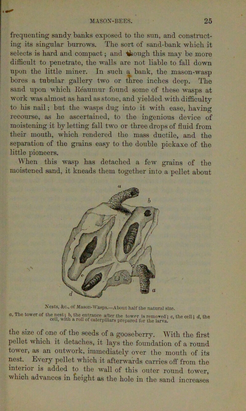 frequenting sandy banks exposed to the sun, and construct- ing its singular burrows. The sort of sand-bank which it selects is hard and compact; and though this may be more difficult to penetrate, the walls are not liable to fall down upon the little miner. In such a. bank, the mason-wasp bores a tubular gallery two or three inches deep. The sand upon which Reaumur found some of these wasps at work was almost as hard as stone, and yielded with difficulty to his nail; but the wasps dug into it with ease, having recourse, as ho ascertained, to the ingenious device of moistening it by letting fall two or three drops of fluid from their mouth, which rendered the mass ductile, and the separation of the grains easy to the double pickaxe of the little pioneers. When this wasp has detached a few grains of the moistened sand, it kneads them together into a pellet about Nests, &t\, of Mason-Wasps.—About half the natural size. a, The tower of the nest: b, the en trance after the tower Is removed; c, the cell; d, the cell, with a roll of caterpillars prepared for the larva. the size of one of the seeds of a gooseberry. With the first pellet which it detaches, it lays the foundation of a round tower, as an outwork, immediately over the mouth of its nest. Every pellet which it afterwards carries off from the interior is added to the wall of this outer round tower, which advances in freight as the hole in the sand increases