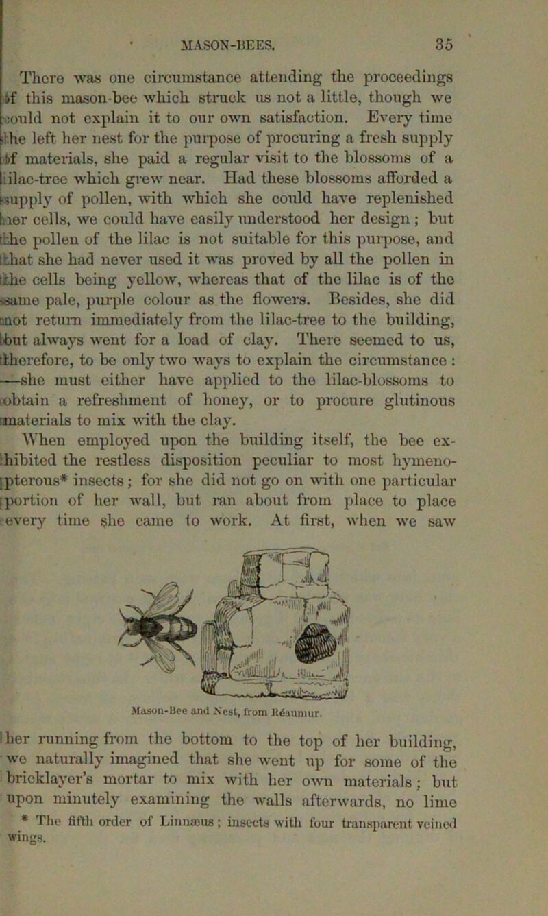 There was one circumstance attending- the proceedings if this mason-bee which struck us not a little, though we :ould not explain it to our own satisfaction. Every time the left her nest for the purpose of procuring a fresh supply tif materials, she paid a regular visit to the blossoms of a t’ilac-tree which grew near. Had these blossoms afforded a supply of pollen, with which she could have replenished bier cells, we could have easily understood her design ; but ■ he pollen of the lilac is not suitable for this purpose, and [bhat she had never used it was proved by all the pollen in fbho cells being yellow, whereas that of the lilac is of the ssame pale, purple colour as the flowers. Besides, she did ■not return immediately from the lilac-tree to the building, 'but always went for a load of clay. There seemed to us, [therefore, to be only two ways to explain the circumstance : —she must either have applied to the lilac-blossoms to obtain a refreshment of honey, or to procure glutinous materials to mix with the clay. When employed upon the building itself, the bee ex- : hibited the restless disposition peculiar to most liymeno- • pterous* insects; for she did not go on with one particular fportion of her wall, but ran about from place to place ■every time she came to work. At first, when we saw Mason-Bee and .Vest, from Jidaumur. I her running from the bottom to the top of her building, wo naturally imagined that she went up for some of the bricklayer’s mortar to mix with her own materials; but upon minutely examining the walls afterwards, no lime * The fifth order of Limueus; insects with four transparent veined wings.