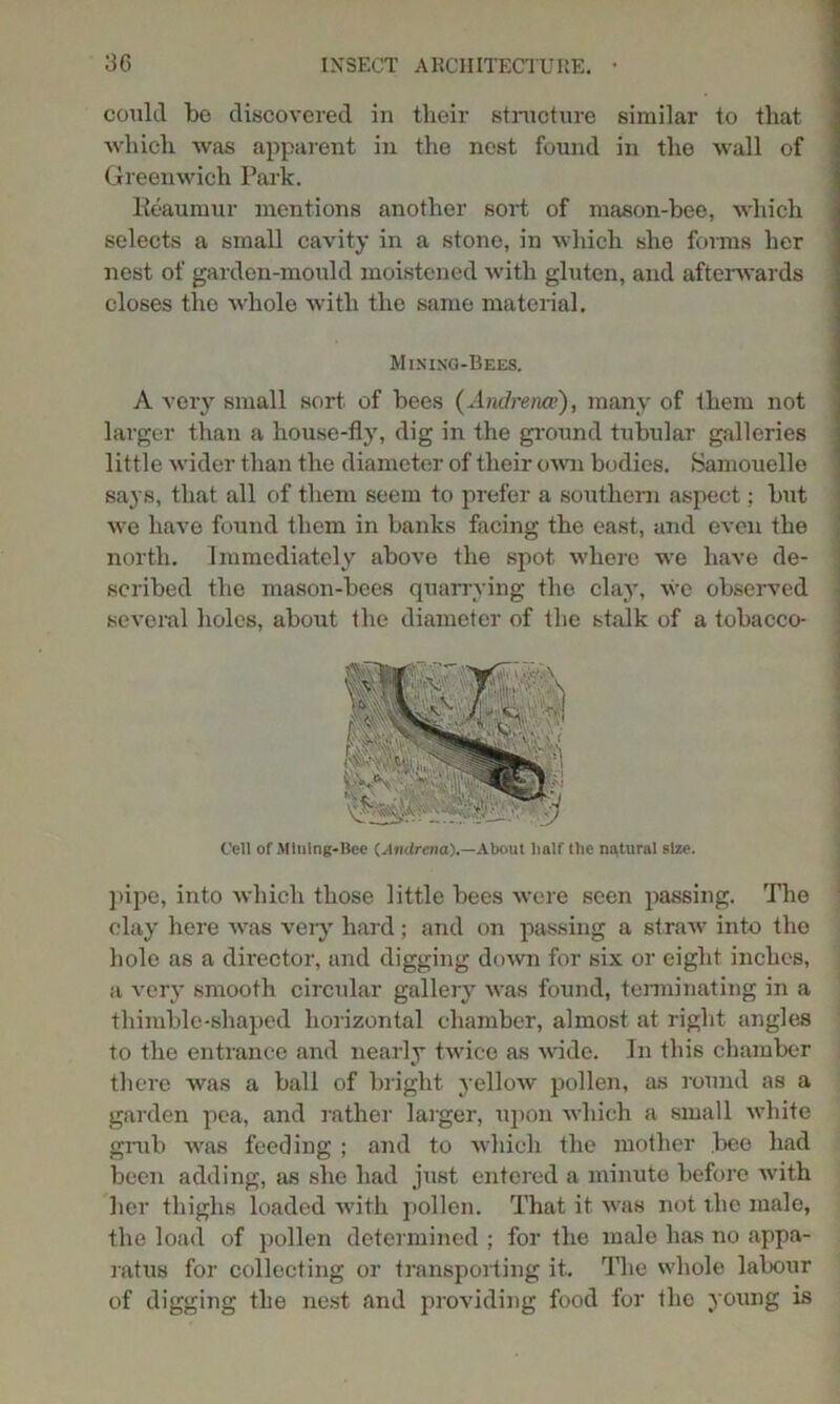 could be discovered in their structure similar to that which was apparent in the nest found in the wall of Greenwich Park. Keaumur mentions another sort of mason-bee, which selects a small cavity in a stone, in which she forms her nest of garden-mould moistened with gluten, and afterwards closes the whole with the same material. Mining-Bees. A very small sort of bees (Andrerue), many of them not larger than a house-fly, dig in the ground tubular galleries little wider than the diameter of their own bodies. Samouelle says, that all of them seem to prefer a southern aspect; but we have found them in banks facing the east, and even the north. Immediately above the spot where we have de- scribed the mason-bees quarrying the clay, we observed several holes, about the diameter of the stalk of a tobacco- Cell of Mining-Bee (.-Imiraia).—About half the natural size. pipe, into which those little bees were seen passing. The clay here was very hard; and on passing a straw into the hole as a director, and digging down for six or eight inches, a very smooth circular gallery was found, terminating in a thimble-shaped horizontal chamber, almost at right angles to the entrance and nearly twice as wide. In this chamber there was a ball of bright yellow pollen, as round as a garden pea, and rather larger, upon which a small white grub was feeding ; and to which the mother bee had been adding, as she had just entered a minute before with her thighs loaded with pollen. That it was not the male, the load of pollen determined ; for the male has no appa- ratus for collecting or transporting it. The whole labour of digging the nest and providing food for the young is