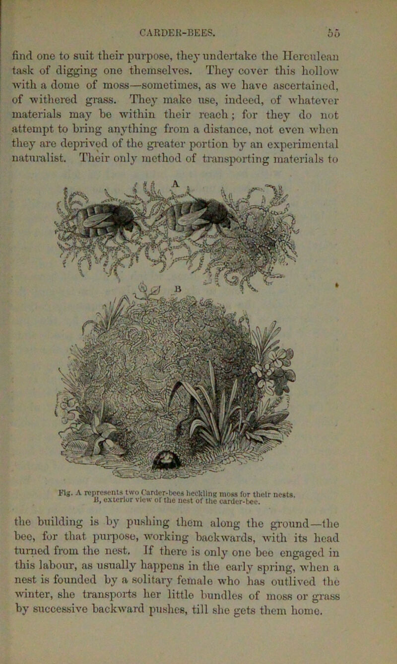 find one to suit their purpose, they undertake the Herculean task of digging one themselves. They cover this hollow with a dome of moss—sometimes, as we have ascertained, of withered grass. They make use, indeed, of whatever materials may he within their reach; for they do not attempt to bring anything from a distance, not even when they are deprived of the greater portion by an experimental naturalist. Their only method of transporting materials to Fig. A represents two Carder-bees heckling moss for their nests. B, exterior view of the nest of the carder-bee. the building is by pushing them along the ground—the bee, for that purpose, working backwards, with its head turned from the nest. If there is only one beo engaged in this labour, as usually happens in the early spring, when a nest is founded by a solitary female who has outlived the winter, she transports her little bundles of moss or grass by successive backward pushes, till she gets them home.