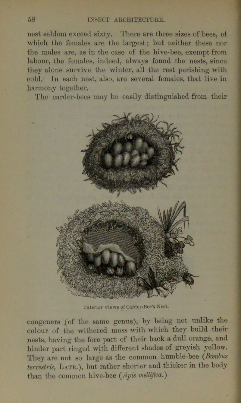 nest seldom exceed sixty. There are three sizes of bees, ot which the females are the largest; but neither these nor the males are, as in the case of the hive-bee, exempt from labour, the females, indeed, always found the nests, since they alone survive the winter, all the rest perishing with cold. In each nest, also, are several females, that live in harmony together. The carder-bees may be easily distinguished from their Interior views of Carder*Bee’s Nest. congeners (of the same genus), by being not unlike the colour of the withered moss with which they build their nests, having tho fore part of their back a dull orange, and hinder part ringed with different shades of greyish yellow. They aro not so large as the common humble-bee (Bombus terrestris, Lath.), but rather shorter and thicker in the body than tho common liive-bee (Apis melUfica.)