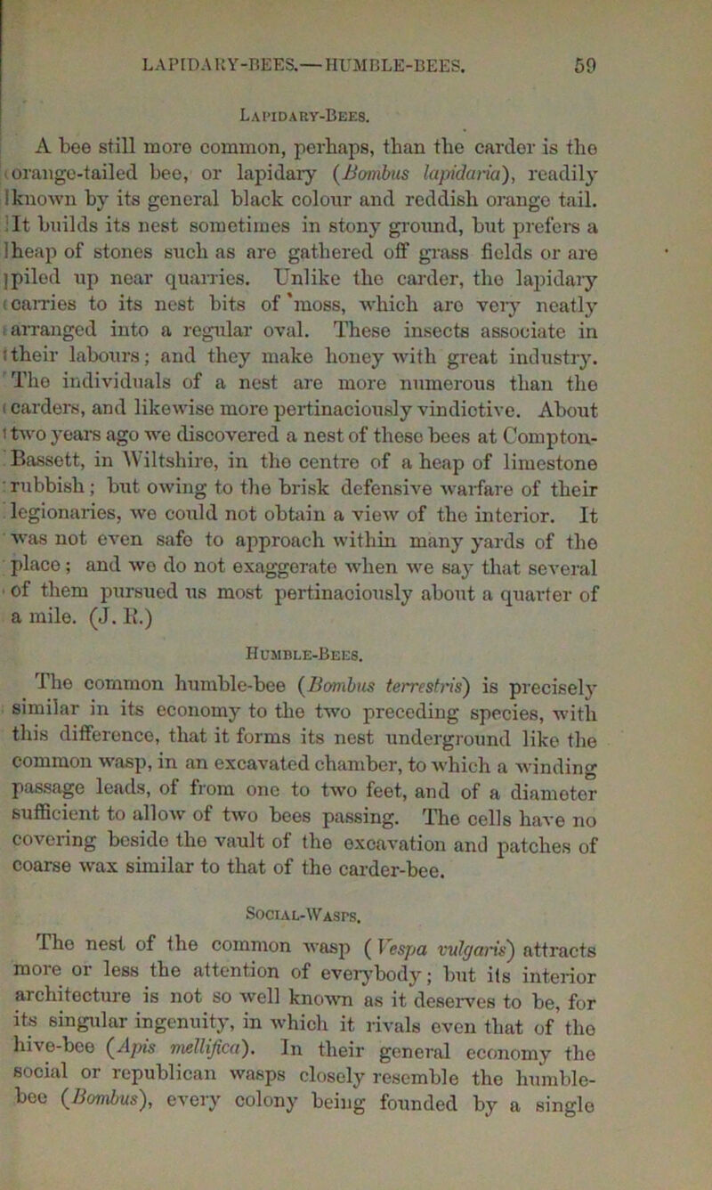 Lapidary-Bees. A bee still more common, perhaps, than the carder is the orange-tailed bee, or lapidary (Bombas lapidaria), readily I known by its general black colour and reddish orange tail. It builds its nest sometimes in stony ground, but prefers a iheap of stones such as are gathered off grass fields or are ]piled up near quarries. Unlike tho carder, the lapidary < carries to its nest bits of ’moss, which are very neatly arranged into a regular oval. These insects associate in ; their labours; and they make honey with great industry. The individuals of a nest are more numerous than tho (carders, and likewise more pertinaciously vindictive. About i two years ago we discovered a nest of these bees at Compton- Bassett, in \Y iltshire, in tho centre of a heap of limestone : rubbish; but owing to the brisk defensive warfare of their legionaries, we could not obtain a view of the interior. It was not even safe to approach within many yards of the place; and we do not exaggerate when we say that several ■ of them pursued us most pertinaciously about a quarter of a mile. (J. li.) Humble-Bees. The common humble-bee (Bombus terrestris) is precisely similar in its economy to the two preceding species, with this difference, that it forms its nest underground like the common wasp, in an excavated chamber, to which a winding passage leads, of from one to two feet, and of a diameter sufficient to allow of two bees passing. The cells have no covering beside tho vault of the excavation and patches of coarse wax similar to that of the carder-bee. SoCIAL-\VASrS. The nest of the common wasp ( Vespa vulgaris') attracts more or less the attention of everybody; but its interior architecture is not so well known as it deserves to he, for its singular ingenuity, in which it rivals even that of the hive-bee (Apis mellijica). In their general economy the social or republican wasps closely resemble the humble- bee (Bombus), every colony being founded by a single