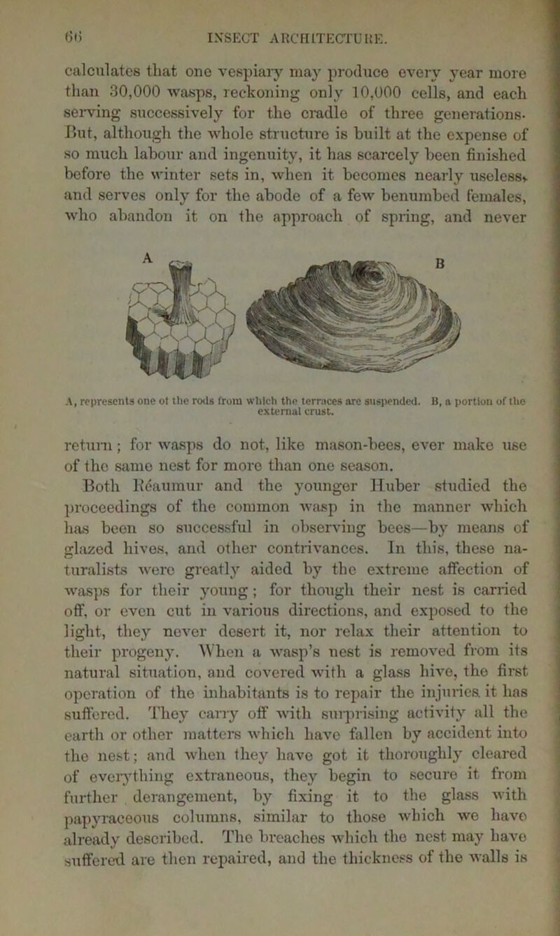 calculates that one vespiary may produce every year more than 30,000 wasps, reckoning only 10,000 cells, and each serving successively for the cradle of three generations- But, although the whole structure is built at the expense of so much labour and ingenuity, it has scarcely been finished before the winter sets in, when it becomes nearly useless* and servos only for the abode of a few benumbed females, who abandon it on the approach of spring, and never A, represents one ot the roils from which the terraces are suspended. B, a portion of the external crust. return; for wasps do not, like mason-bees, ever make use of the same nest for more than one season. Both Reaumur and the younger Huber studied the proceedings of the common wasp in the manner which has been so successful in observing bees—by means of glazed hives, and other contrivances. In this, these na- turalists were greatly aided by the extreme affection of wasps for their young; for though their nest is carried off, or even cut in various directions, and exposed to the light., they never desert it, nor relax their attention to their progeny. When a wasp’s nest is removed from its natural situation, and covered with a glass hive, the first operation of the inhabitants is to repair the injuries, it has suffered. They cany off with surprising activity all the earth or other matters which have fallen by accident into the nest; and when they have got it thoroughly cleared of everything extraneous, they begin to secure it from further derangement, by fixing it to the glass with papyraceous columns, similar to those which we have already described. The breaches which the nest may have suffered are then repaired, and the thickness of the walls is