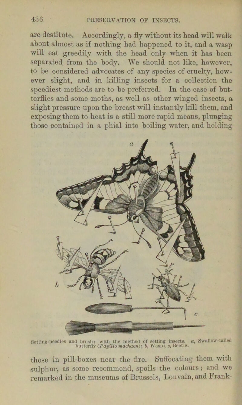 are destitute. Accordingly, a fly without its head will walk about almost as if nothing had happened to it, and a wasp will eat greedily with the head only when it has been separated from the body. We should not like, however, to be considered advocates of any species of cruelty, how- ever slight, and in killing insects for a collection the speediest methods are to be preferred. In the case of but- terflies and some moths, as well as other winged insects, a slight pressure upon the breast will instantly kill them, and exposing them to heat is a still more rapid means, plunging those contained in a phial into boiling water, and holding Setting-needles and brush; with the method of setting insects, a, Swallow-tailed butterfly (Fapilio machaony, b, Wasp; c. Beetle. those in pill-boxes near the fire. Suffocating them with sulphur, as some recommend, spoils the colours; and wo remarked in the museums of Brussels, Louvain, and Frank-