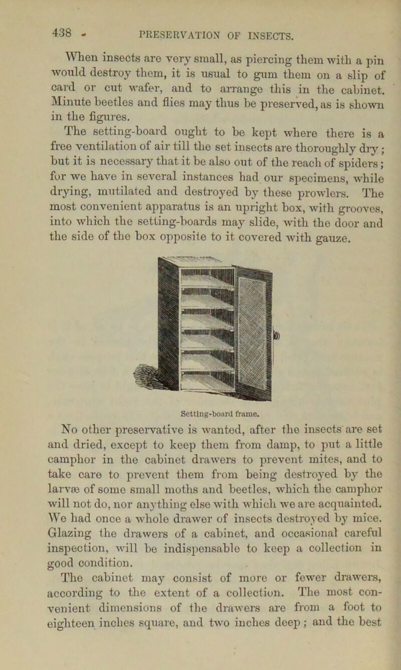 When insects are very small, as piercing them with a pin would destroy them, it is usual to gum them on a slip of card or cut wafer, and to arrange this in the cabinet. Minute beetles and flies may thus be preserved, as is shown in the figures. The setting-board ought to be kept where there is a free ventilation of air till the set insects are thoroughly dry; but it is necessary that it be also out of the reach of spiders; for we have in several instances had our specimens, while drying, mutilated and destroyed by these prowlers. The most convenient apparatus is an upright box, with grooves, into which the setting-boards may slide, with the door and the side of the box opposite to it covered vdth gauze. Setting-board frame. No other preservative is wanted, after the insects are set and dried, except to keep them from damp, to put a little camphor in the cabinet drawers to prevent mites, and to take care to prevent them from being destroyed by the larvse of some small moths and beetles, which the camphor will not do, nor anything else with which we are acquainted. We had once a whole drawer of insects destroyed by mice. Glazing the drawers of a cabinet, and occasional careful inspection, will be indispensable to keep a collection in good condition. The cabinet may consist of more or fewer drawers, according to the extent of a collection. The most con- venient dimensions of the drawers are from a foot to eighteen inches square, and two inches deep; and the best