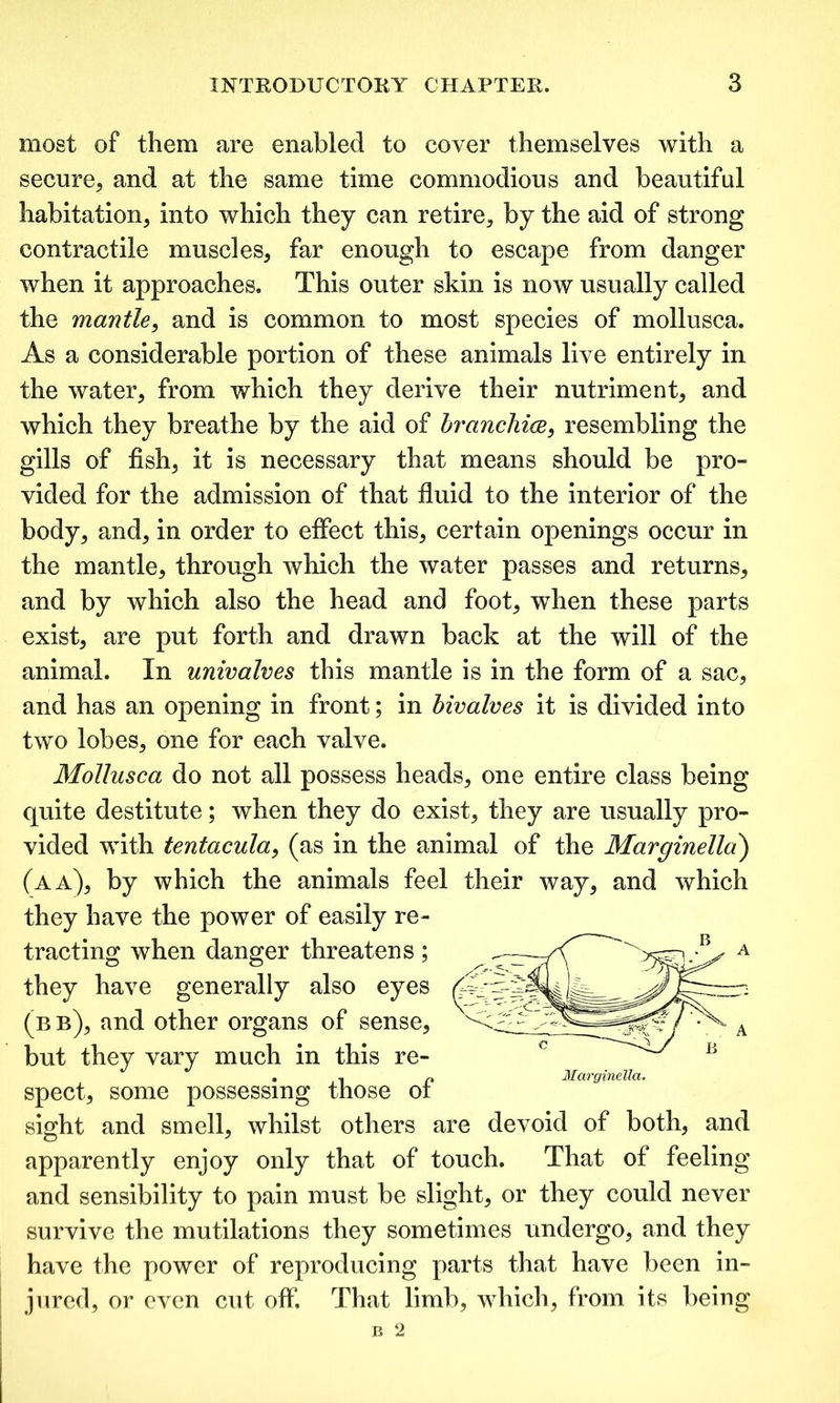 most of them are enabled to cover themselves with a secure, and at the same time commodious and beautiful habitation, into which they can retire, by the aid of strong contractile muscles, far enough to escape from danger when it approaches. This outer skin is now usually called the mantle, and is common to most species of mollusca. As a considerable portion of these animals live entirely in the water, from which they derive their nutriment, and which they breathe by the aid of branchiae, resembling the gills of fish, it is necessary that means should be pro- vided for the admission of that fluid to the interior of the body, and, in order to effect this, certain openings occur in the mantle, through which the water passes and returns, and by which also the head and foot, when these parts exist, are put forth and drawn back at the will of the animal. In univalves this mantle is in the form of a sac, and has an opening in front; in bivalves it is divided into two lobes, one for each valve. Mollusca do not all possess heads, one entire class being quite destitute; when they do exist, they are usually pro- vided with tentacula, (as in the animal of the Marginella) (a a), by which the animals feel their way, and which they have the power of easily re- tracting when danger threatens; they have generally also eyes (bb), and other organs of sense, but they vary much in this re- spect, some possessing those of sight and smell, whilst others are devoid of both, and apparently enjoy only that of touch. That of feeling and sensibility to pain must be slight, or they could never survive the mutilations they sometimes undergo, and they have the power of reproducing parts that have been in- jured, or even cut off. That limb, which, from its being Marginella.