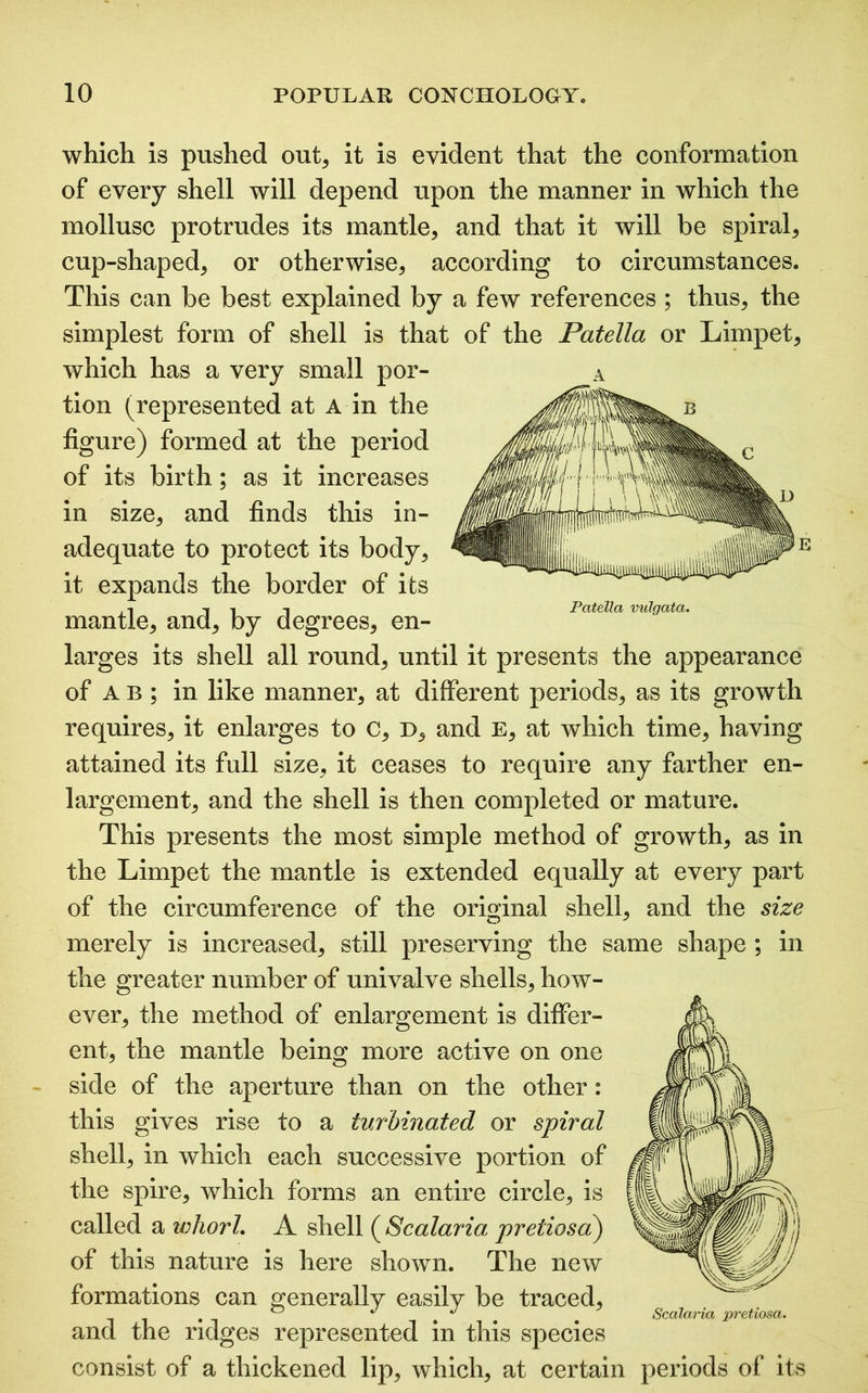 Patella vulgata. which is pushed out* it is evident that the conformation of every shell will depend upon the manner in which the mollusc protrudes its mantle, and that it will be spiral, cup-shaped, or otherwise, according to circumstances. This can be best explained by a few references ; thus, the simplest form of shell is that of the Patella or Limpet, which has a very small por- tion (represented at a in the figure) formed at the period of its birth; as it increases in size, and finds this in- adequate to protect its body, it expands the border of its mantle, and, by degrees, en- larges its shell all round, until it presents the appearance of A B ; in like manner, at different periods, as its growth requires, it enlarges to C, D, and E, at which time, having attained its full size, it ceases to require any farther en- largement, and the shell is then completed or mature. This presents the most simple method of growth, as in the Limpet the mantle is extended equally at every part of the circumference of the original shell, and the size merely is increased, still preserving the same shape ; in the greater number of univalve shells, how- ever, the method of enlargement is differ- ent, the mantle being more active on one side of the aperture than on the other: this gives rise to a turbinated or spiral shell, in which each successive portion of the spire, which forms an entire circle, is called a whorl. A shell ( Scalaria pretiosd) of this nature is here shown. The new formations can generally easily be traced, and the ridges represented in this species consist of a thickened lip, which, at certain periods of its Scalaria pretiosa.