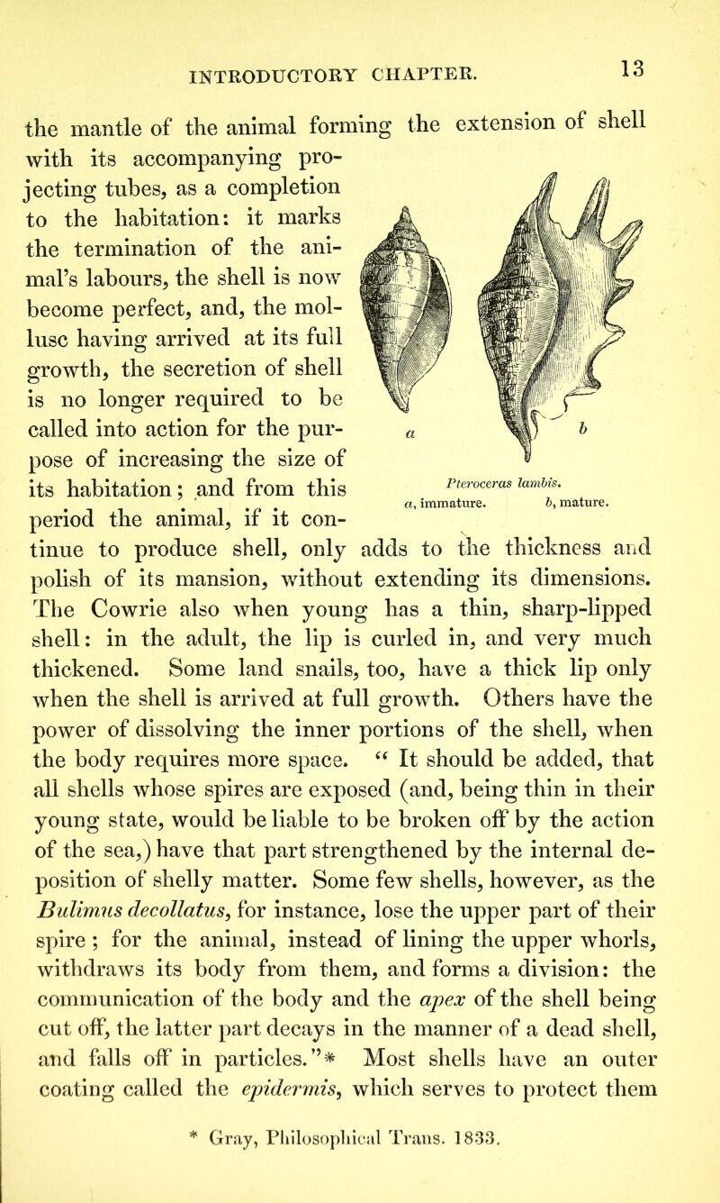 the mantle of the animal forming the extension of shell with its accompanying pro- jecting tubes, as a completion to the habitation: it marks the termination of the ani- mal’s labours, the shell is now become perfect, and, the mol- lusc having arrived at its full growth, the secretion of shell is no longer required to be called into action for the pur- pose of increasing the size of its habitation; and from this period the animal, if it con- tinue to produce shell, only polish of its mansion, without extending its dimensions. The Cowrie also when young has a thin, sharp-lipped shell: in the adult, the lip is curled in, and very much thickened. Some land snails, too, have a thick lip only when the shell is arrived at full growth. Others have the power of dissolving the inner portions of the shell, when the body requires more space. “ It should be added, that all shells whose spires are exposed (and, being thin in their young state, would be liable to be broken off by the action of the sea,) have that part strengthened by the internal de- position of shelly matter. Some few shells, however, as the Bulimus decollatus, for instance, lose the upper part of their spire ; for the animal, instead of lining the upper whorls, withdraws its body from them, and forms a division: the communication of the body and the apex of the shell being cut off, the latter part decays in the manner of a dead shell, and falls off in particles.”* Most shells have an outer coating called the epidermis, which serves to protect them Pteroceras lambis. a, immature. 6, mature. adds to the thickness and