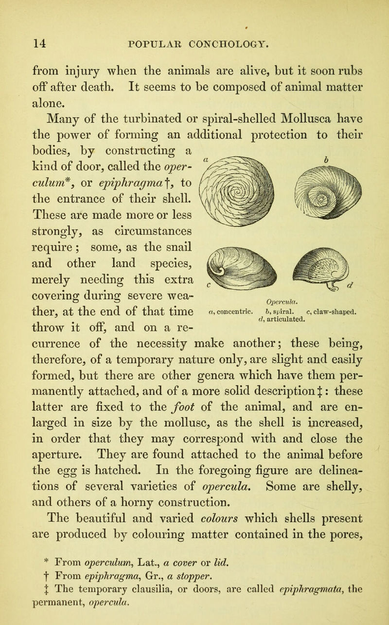 from injury when the animals are alive, but it soon rubs off after death. It seems to be composed of animal matter alone. Many of the turbinated or spiral-shelled Mollusca have the power of forming an additional protection to their bodies, by constructing a kind of door, called the oper- culum*, or epiphragma^, to the entrance of their shell. These are made more or less strongly, as circumstances require ; some, as the snail and other land species, merely needing this extra covering during severe wea- ther, at the end of that time throw it off, and on a re- currence of the necessity make another; these being, therefore, of a temporary nature only, are slight and easily formed, but there are other genera which have them per- manently attached, and of a more solid description $ : these latter are fixed to the foot of the animal, and are en- larged in size by the mollusc, as the shell is increased, in order that they may correspond with and close the aperture. They are found attached to the animal before the egg is hatched. In the foregoing figure are delinea- tions of several varieties of opercula. Some are shelly, and others of a horny construction. The beautiful and varied colours which shells present are produced by colouring matter contained in the pores. Opercula. a, concentric. 6, spiral. c, claw-shaped. d, articulated. * From operculum, Lat., a cover or lid. t From epiphragma, Gr., a stopper. I The temporary clausilia, or doors, are called epiphragmata, the permanent, opercula.
