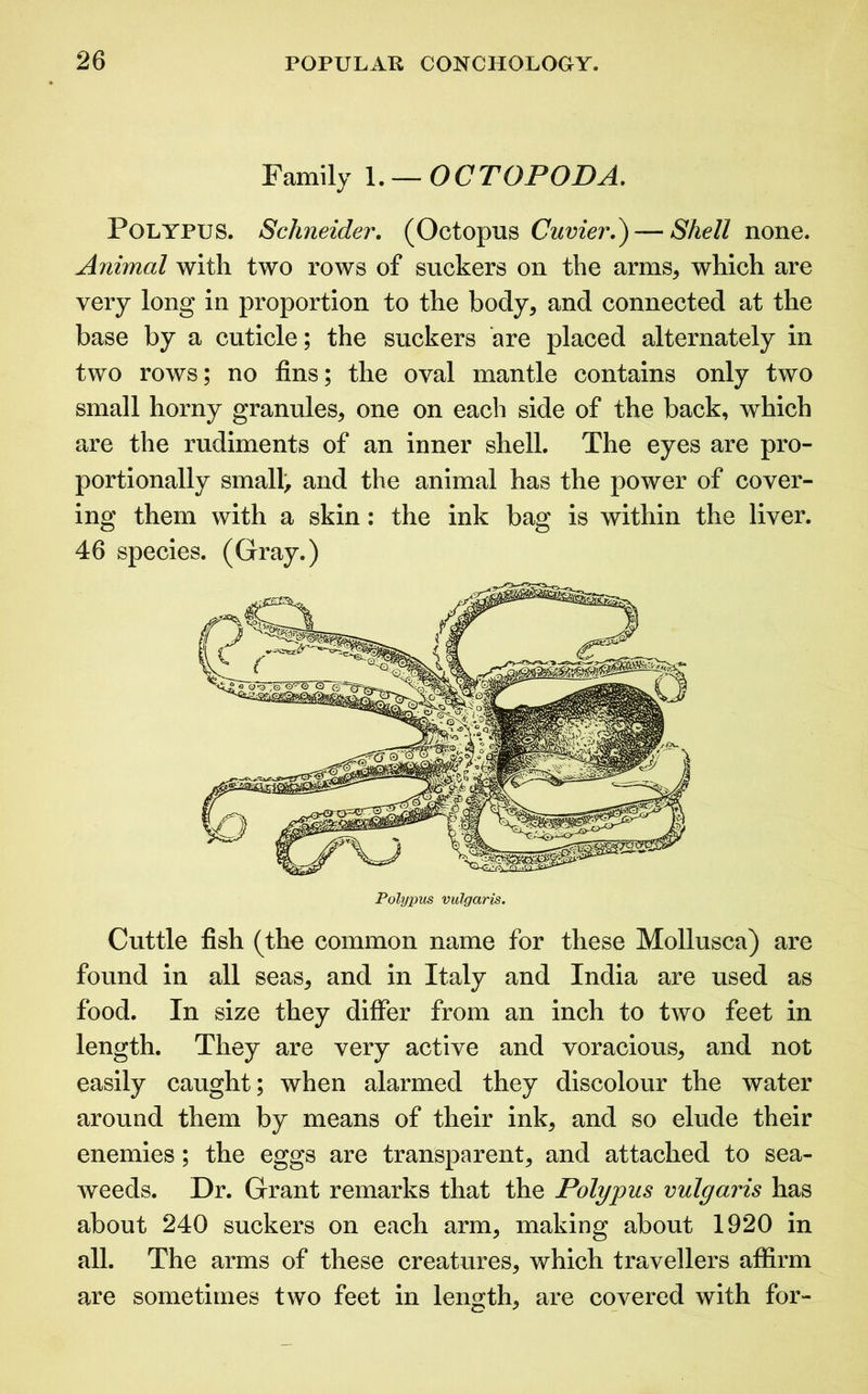 Family 1. — OCTOPODA. Polypus. Schneider. (Octopus Cuvier.} — Shell none. Animal with two rows of suckers on the arms, which are very long in proportion to the body, and connected at the base by a cuticle; the suckers are placed alternately in two rows; no fins; the oval mantle contains only two small horny granules, one on each side of the back, which are the rudiments of an inner shell. The eyes are pro- portionally small, and the animal has the power of cover- ing them with a skin: the ink bag is within the liver. 46 species. (Gray.) Polypus vulgaris. Cuttle fish (the common name for these Mollusca) are found in all seas, and in Italy and India are used as food. In size they differ from an inch to two feet in length. They are very active and voracious, and not easily caught; when alarmed they discolour the water around them by means of their ink, and so elude their enemies; the eggs are transparent, and attached to sea- weeds. Dr. Grant remarks that the Polypus vulgaris has about 240 suckers on each arm, making about 1920 in all. The arms of these creatures, which travellers affirm are sometimes two feet in length, are covered with for-