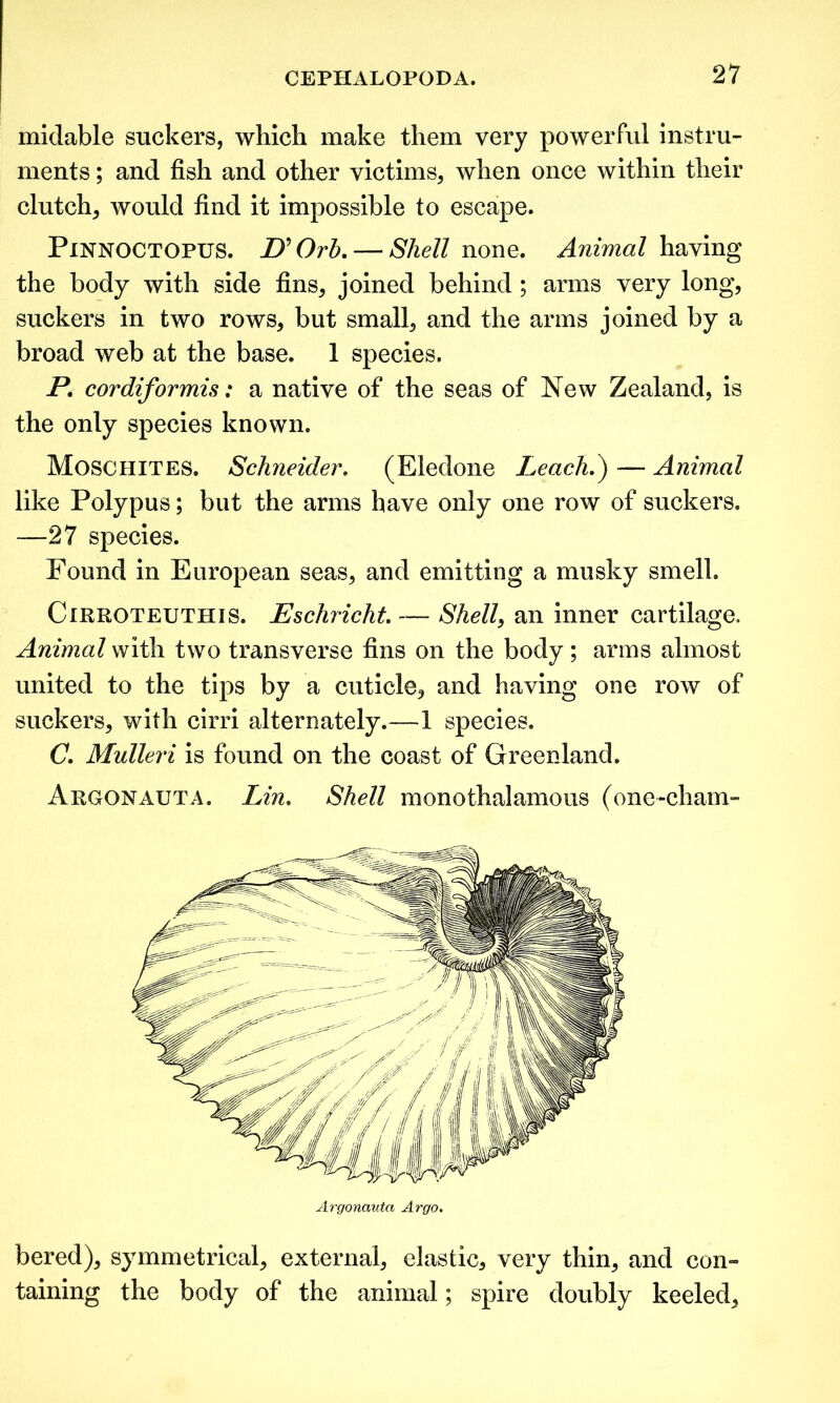 midable suckers, which make them very powerful instru- ments ; and fish and other victims, when once within their clutch, would find it impossible to escape. PiNNOCTOPUS. jy Orb.— Shell none. Animal having the body with side fins, joined behind; arms very long, suckers in two rows, but small, and the arms joined by a broad web at the base. 1 species. P. cordiformis: a native of the seas of New Zealand, is the only species known. Moschites. Schneider. (Eledone Leach.) — Animal like Polypus; but the arms have only one row of suckers. —27 species. Found in European seas, and emitting a musky smell. Cirroteuthis. Eschricht. — Shell, an inner cartilage. Animal with two transverse fins on the body; arms almost united to the tips by a cuticle, and having one row of suckers, with cirri alternately.—1 species. C. Mulleri is found on the coast of Greenland. Argonauta. Lin. Shell monothalamous (one-cham- bered), symmetrical, external, elastic, very thin, and con- taining the body of the animal; spire doubly keeled. Argonauta Argo.