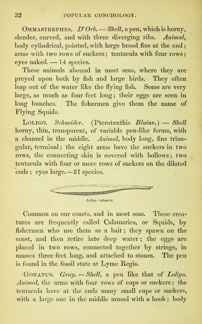 Ommastrephes. D’ Orb. — Shell, a pen, which is horny, slender, curved, and with three diverging ribs. Animal, body cylindrical, pointed, with large broad fins at the end; arms with two rows of suckers; tentacula with four rows; eyes naked. — 14 species. These animals abound in most seas, where they are preyed upon both by fish and large birds. They often leap out of the water like the flying fish. Some are very large, as much as four feet long; their eggs are seen in long bunches. The fishermen give them the name of Flying Squids. Loligo. Schneider. (Pteroteuthis Blainv.) — Shell horny, thin, transparent, of variable pen-like forms, with a channel in the middle. Animal, body long, fins trian- gular, terminal; the eight arms have the suckers in two rows, the connecting skin is covered with hollows; two tentacula with four or more rows of suckers oil the dilated ends ; eyes large.—21 species. Loligo vulgaris. Common on our coasts, and in most seas. These crea- tures are frequently called Calamaries, or Squids, by fishermen who use them as a bait; they spawn on the coast, and then retire into deep water; the eggs are placed in two rows, connected together by strings, in masses three feet long, and attached to stones. The pen is found in the fossil state at Lyme Regis. Gonatus. Gray.—Shell, a pen like that of Loligo. Animal, the arms with four rows of cups or suckers; the tentacula have at the ends many small cups or suckers, with a large one in the middle armed with a hook; body