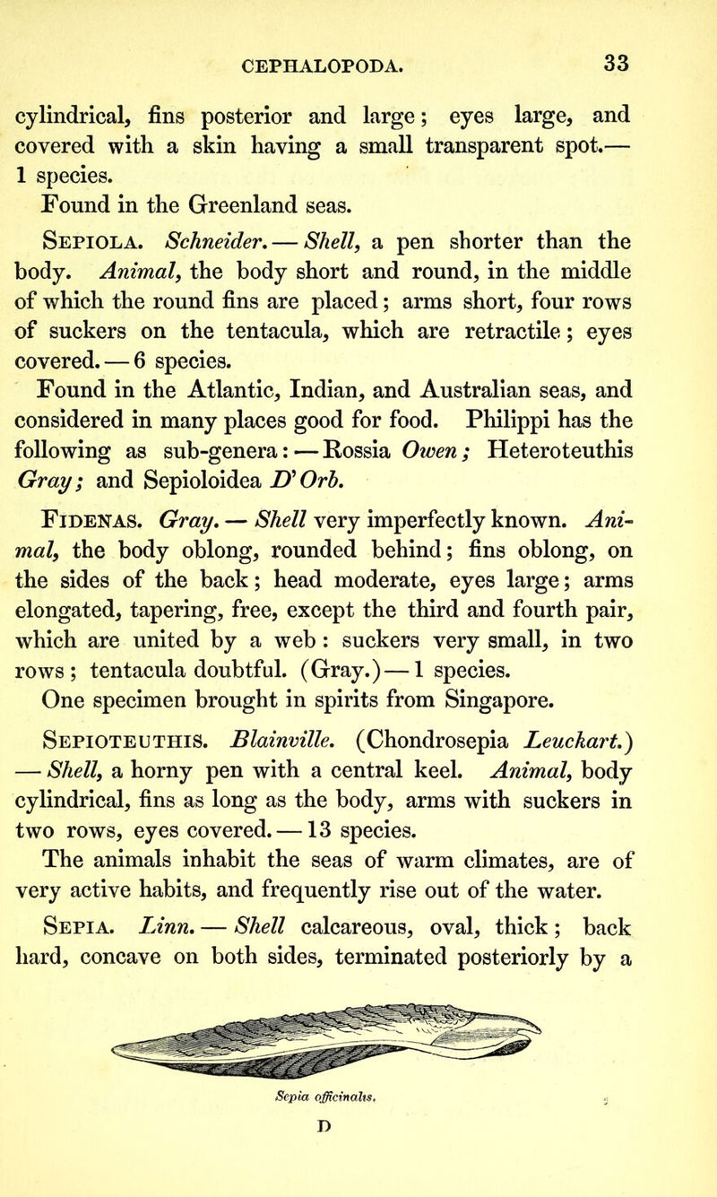 cylindrical, fins posterior and large; eyes large, and covered with a skin having a small transparent spot.— 1 species. Found in the Greenland seas. Sepiola. Schneider. — Shell, a pen shorter than the body. Animal, the body short and round, in the middle of which the round fins are placed; arms short, four rows of suckers on the tentacula, which are retractile; eyes covered. — 6 species. Found in the Atlantic, Indian, and Australian seas, and considered in many places good for food. Philippi has the following as sub-genera: — Eossia Owen ; Heteroteuthis Gray i and Sepioloidea U Orb. Fjdenas. Gray. — Shell very imperfectly known. Ani-> mal, the body oblong, rounded behind; fins oblong, on the sides of the back; head moderate, eyes large; arms elongated, tapering, free, except the third and fourth pair, which are united by a web: suckers very small, in two rows; tentacula doubtful. (Gray.)—1 species. One specimen brought in spirits from Singapore. Sepioteuthis. Blainville. (Chondrosepia Leuckart.) — Shell, a horny pen with a central keel. Animal, body cylindrical, fins as long as the body, arms with suckers in two rows, eyes covered. —13 species. The animals inhabit the seas of warm climates, are of very active habits, and frequently rise out of the water. Sepia. Linn. — Shell calcareous, oval, thick; back hard, concave on both sides, terminated posteriorly by a Sepia officinalis. D