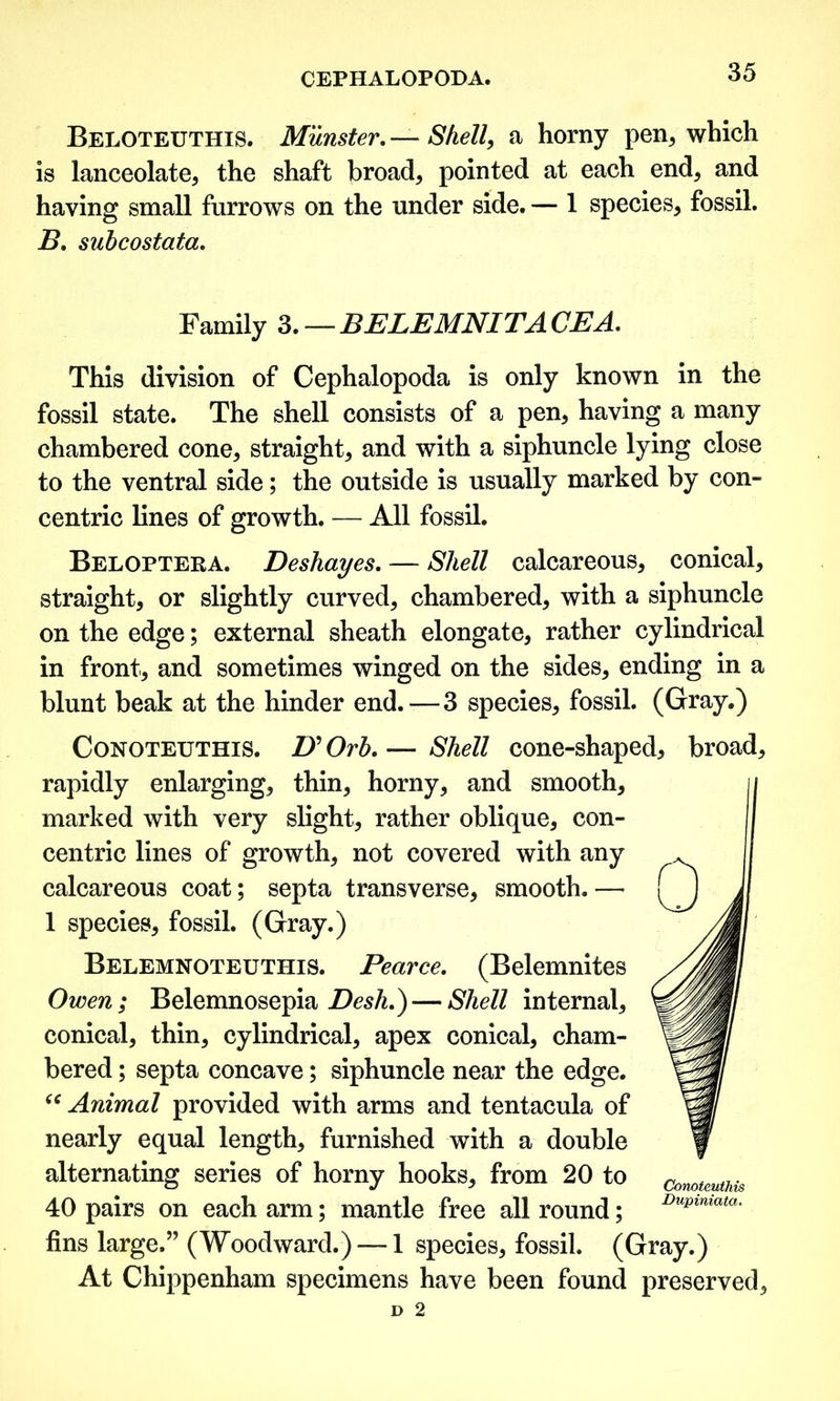 Beloteuthis. Munster. — Shell, a horny pen* which is lanceolate* the shaft broad* pointed at each end* and having small furrows on the under side. — 1 species* fossil. B. subcostata. Family 3. — BELEMNITA CEA. This division of Cephalopoda is only known in the fossil state. The shell consists of a pen* having a many chambered cone* straight* and with a siphuncle lying close to the ventral side; the outside is usually marked by con- centric lines of growth. — All fossil. Beloptera. Deshayes. — Shell calcareous* conical, straight* or slightly curved* chambered* with a siphuncle on the edge; external sheath elongate* rather cylindrical in front* and sometimes winged on the sides* ending in a blunt beak at the hinder end.—3 species* fossil. (Gray.) Conoteuthis. U Orb. — Shell cone-shaped* broad* rapidly enlarging* thin* horny* and smooth* marked with very slight* rather oblique* con- centric lines of growth* not covered with any calcareous coat; septa transverse* smooth. — 1 species* fossil. (Gray.) Belemnoteuthis. Pearce. (Belemnites Owen; Belemnosepia Desh.\—Shell internal* conical* thin* cylindrical* apex conical* cham- bered ; septa concave; siphuncle near the edge. “ Animal provided with arms and tentacula of nearly equal length* furnished with a double alternating series of horny hooks* from 20 to Comteuthis 40 pairs on each arm; mantle free all round; Du*>imata- fins large.” (Woodward.) —1 species* fossil. (Gray.) At Chippenham specimens have been found preserved*