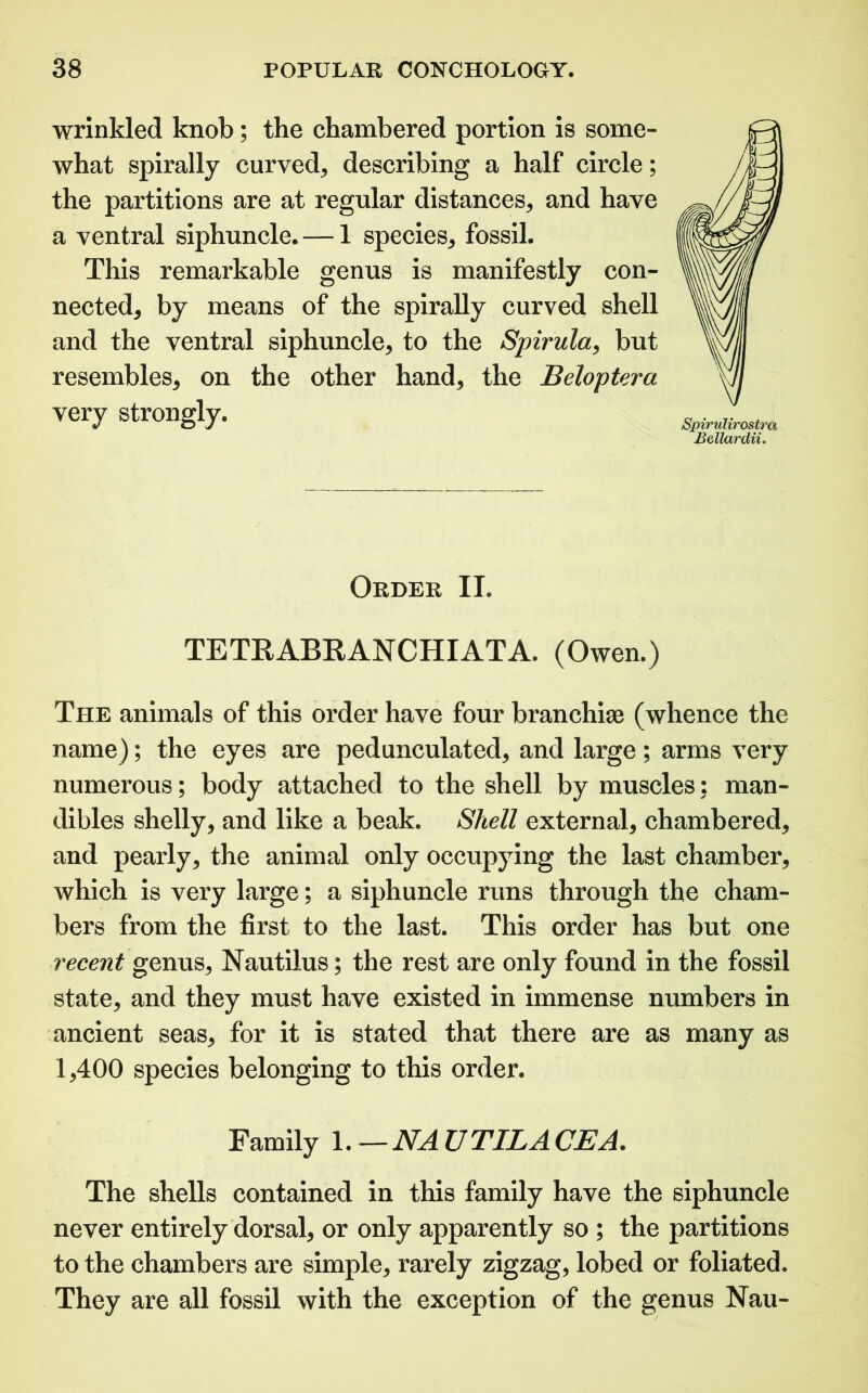 wrinkled knob; the chambered portion is some- what spirally curved* describing a half circle; the partitions are at regular distances* and have a ventral siphuncle. — 1 species* fossil. This remarkable genus is manifestly con- nected* by means of the spirally curved shell and the ventral siphuncle* to the Spirula* but resembles* on the other hand* the Beloptera very strongly. Spirulirostra Bellardii, Order II. TETRABRANCHIATA. (Owen.) The animals of this order have four branchiae (whence the name); the eyes are pedunculated* and large ; arms very numerous; body attached to the shell by muscles: man- dibles shelly* and like a beak. Shell external* chambered* and pearly* the animal only occupying the last chamber* which is very large; a siphuncle runs through the cham- bers from the first to the last. This order has but one recent genus* Nautilus; the rest are only found in the fossil state* and they must have existed in immense numbers in ancient seas* for it is stated that there are as many as 1*400 species belonging to this order. Family l.—NA UTIL A CL A. The shells contained in this family have the siphuncle never entirely dorsal* or only apparently so ; the partitions to the chambers are simple* rarely zigzag, lobed or foliated. They are all fossil with the exception of the genus Nau-