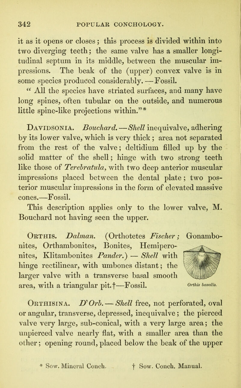 it as it opens or closes; this process is divided within into two diverging teeth; the same valve has a smaller longi- tudinal septum in its middle, between the muscular im- pressions. The beak of the (upper) convex valve is in some species produced considerably.—Fossil. “ All the species have striated surfaces, and many have long spines, often tubular on the outside, and numerous little spine-like projections within.” * Davidsonia. Bouchard. —Shell inequivalve, adhering by its lower valve, which is very thick ; area not separated from the rest of the valve; deltidium filled up by the solid matter of the shell; hinge with two strong teeth like those of Terehratula, with two deep anterior muscular impressions placed between the dental plate; two pos- terior muscular impressions in the form of elevated massive cones.—Fossil. This description applies only to the lower valve, M. Bouchard not having seen the upper. Orthis. Dalman. (Orthotetes Fischer; Gonambo- nites, Orthambonites, Bonites, Hemipero- nites, Klitambonites Pander.') — Shell with hinge rectilinear, with umbones distant; the larger valve with a transverse basal smooth area, with a triangular pit. f—Fossil. onus basaiis. Orthisina. Z>’ Orb. — Shell free, not perforated, oval or angular, transverse, depressed, inequivalve; the pierced valve very large, sub-conical, with a very large area; the unpierced valve nearly flat, with a smaller area than the other; opening round, placed below the beak of the upper