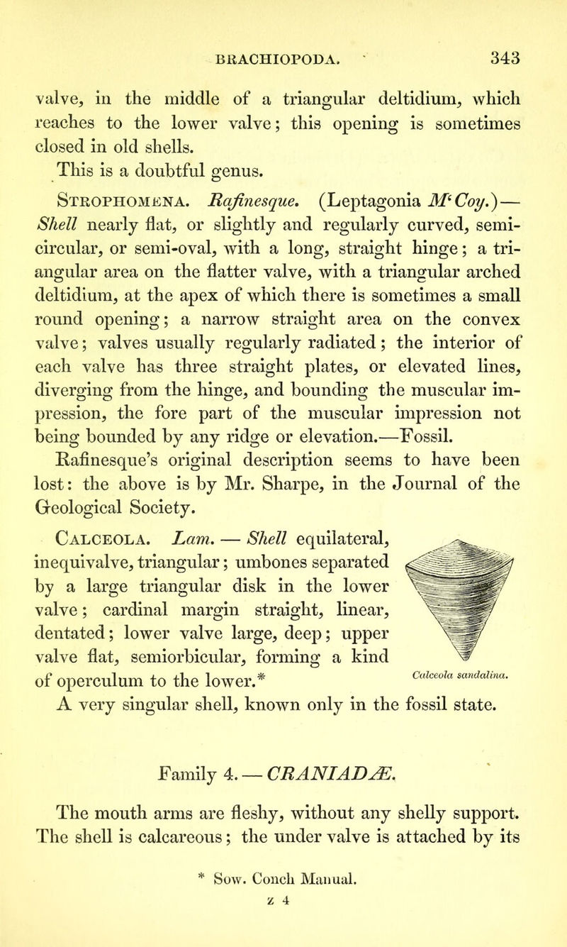valve* in the middle of a triangular deltidium* which reaches to the lower valve; this opening is sometimes closed in old shells. This is a doubtful genus. Strophomena. Rafinesque. (Leptagonia M‘Coy.) — Shell nearly flat* or slightly and regularly curved* semi- circular* or semi-oval* with a long* straight hinge; a tri- angular area on the flatter valve* with a triangular arched deltidium* at the apex of which there is sometimes a small round opening; a narrow straight area on the convex valve; valves usually regularly radiated; the interior of each valve has three straight plates* or elevated lines* diverging from the hinge* and bounding the muscular im- pression* the fore part of the muscular impression not being bounded by any ridge or elevation.—Fossil. Kafinesque’s original description seems to have been lost: the above is by Mr. Sharpe* in the Journal of the Geological Society. Calceola. Lam. — Shell equilateral* inequivalve* triangular; umbones separated by a large triangular disk in the lower valve; cardinal margin straight* linear* dentated; lower valve large* deep; upper valve flat* semiorbicular* forming a kind of operculum to the lower.* A very singular shell* known only in the fossil state. Calceola sandalina. Family 4. — CRANIADAE, The mouth arms are fleshy* without any shelly support. The shell is calcareous; the under valve is attached by its