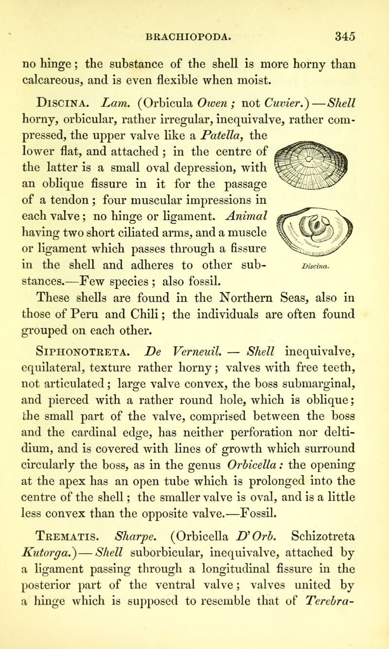 no hinge; the substance of the shell is more horny than calcareous* and is even flexible when moist. Discina. Lam. (Orbicula Owen ; not Cuvier.)—Shell horny* orbicular* rather irregular* inequivalve* rather com- pressed* the upper valve like a Patella* the lower flat* and attached; in the centre of the latter is a small oval depression* with an oblique fissure in it for the passage of a tendon ; four muscular impressions in each valve; no hinge or ligament. Animal having two short ciliated arms* and a muscle or ligament which passes through a fissure in the shell and adheres to other sub- Discina. stances.—Few species; also fossil. These shells are found in the Northern Seas* also in those of Peru and Chili; the individuals are often found grouped on each other. Siphonotreta. De Verneuil. — Shell inequivalve* equilateral* texture rather horny; valves with free teeth* not articulated; large valve convex* the boss submarginal* and pierced with a rather round hole* which is oblique; the small part of the valve* comprised between the boss and the cardinal edge* has neither perforation nor delti- dium* and is covered with lines of growth which surround circularly the boss* as in the genus Orbicella: the opening at the apex has an open tube which is prolonged into the centre of the shell; the smaller valve is oval* and is a little less convex than the opposite valve.—Fossil. Trematis. Sharpe. (Orbicella LL Orb. Schizotreta Kutorga.) — Shell suborbicular* inequivalve* attached by a ligament passing through a longitudinal fissure in the posterior part of the ventral valve; valves united by a hinge which is supposed to resemble that of Terebra-