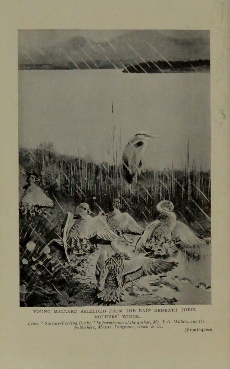 YOUNG MALLARD SHIELDED FROM THE RAIN BENEATH THEIR MOTHERS’ WINGS. From “ Surface-Feeding Ducks, by permission of the author, Mr. J. G. Millais, and the publishers, Messrs. Longmans, Green & Co. . r rFrontispiece