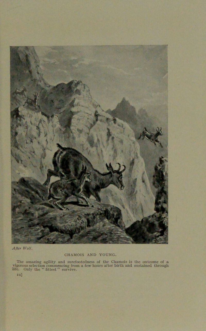 After Wolf. CHAMOIS AND YOUNG. The amazing agility and surefootedness of the Chamois is the outcome of a vigorous selection commencing from a few hours after birth and sustained through life. Only the “ fittest ” survive, io]