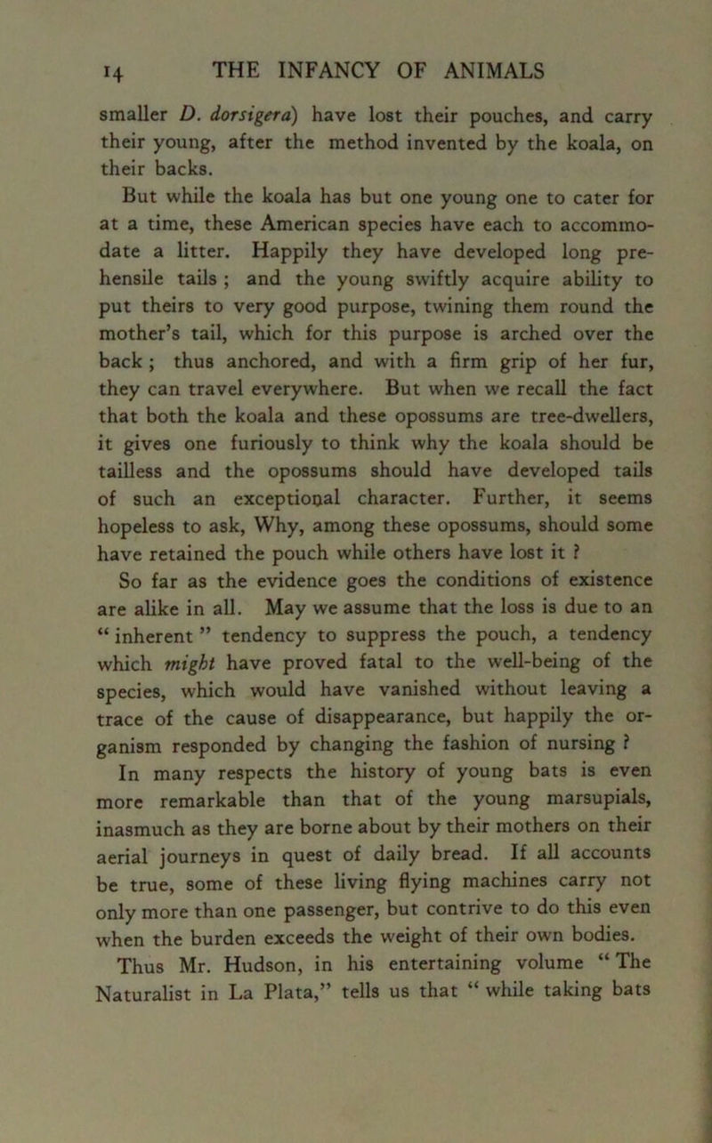 smaller D. dorsigera) have lost their pouches, and carry their young, after the method invented by the koala, on their backs. But while the koala has but one young one to cater for at a time, these American species have each to accommo- date a litter. Happily they have developed long pre- hensile tails ; and the young swiftly acquire ability to put theirs to very good purpose, twining them round the mother’s tail, which for this purpose is arched over the back ; thus anchored, and with a firm grip of her fur, they can travel everywhere. But when we recall the fact that both the koala and these opossums are tree-dwellers, it gives one furiously to think why the koala should be tailless and the opossums should have developed tails of such an exceptional character. Further, it seems hopeless to ask, Why, among these opossums, should some have retained the pouch while others have lost it f So far as the evidence goes the conditions of existence are alike in all. May we assume that the loss is due to an “ inherent ” tendency to suppress the pouch, a tendency which might have proved fatal to the well-being of the species, which would have vanished without leaving a trace of the cause of disappearance, but happily the or- ganism responded by changing the fashion of nursing ? In many respects the history of young bats is even more remarkable than that of the young marsupials, inasmuch as they are borne about by their mothers on their aerial journeys in quest of daily bread. If all accounts be true, some of these living flying machines carry not only more than one passenger, but contrive to do this even when the burden exceeds the weight of their own bodies. Thus Mr. Hudson, in his entertaining volume “The Naturalist in La Plata,” tells us that “ while taking bats