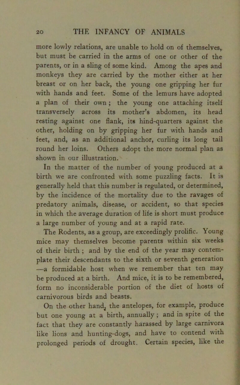 more lowly relations, are unable to hold on of themselves, but must be carried in the arms of one or other of the parents, or in a sling of some kind. Among the apes and monkeys they are carried by the mother either at her breast or on her back, the young one gripping her fur with hands and feet. Some of the lemurs have adopted a plan of their own; the young one attaching itself transversely across its mother’s abdomen, its head resting against one flank, it6 hind-quarters against the other, holding on by gripping her fur with hands and feet, and, as an additional anchor, curling its long tail round her loins. Others adopt the more normal plan as shown in our illustration. In the matter of the number of young produced at a birth we are confronted with some puzzling facts. It is generally held that this number is regulated, or determined, by the incidence of the mortality due to the ravages of predatory animals, disease, or accident, so that species in which the average duration of life is short must produce a large number of young and at a rapid rate. The Rodents, as a group, are exceedingly prolific. Young mice may themselves become parents within six weeks of their birth ; and by the end of the year may contem- plate their descendants to the sixth or seventh generation —a formidable host when we remember that ten may be produced at a birth. And mice, it is to be remembered, form no inconsiderable portion of the diet of hosts of carnivorous birds and beasts. On the other hand^ the antelopes, for example, produce but one young at a birth, annually ; and in spite of the fact that they are constantly harassed by large carnivora like lions and hunting-dogs, and have to contend with prolonged periods of drought. Certain species, like the