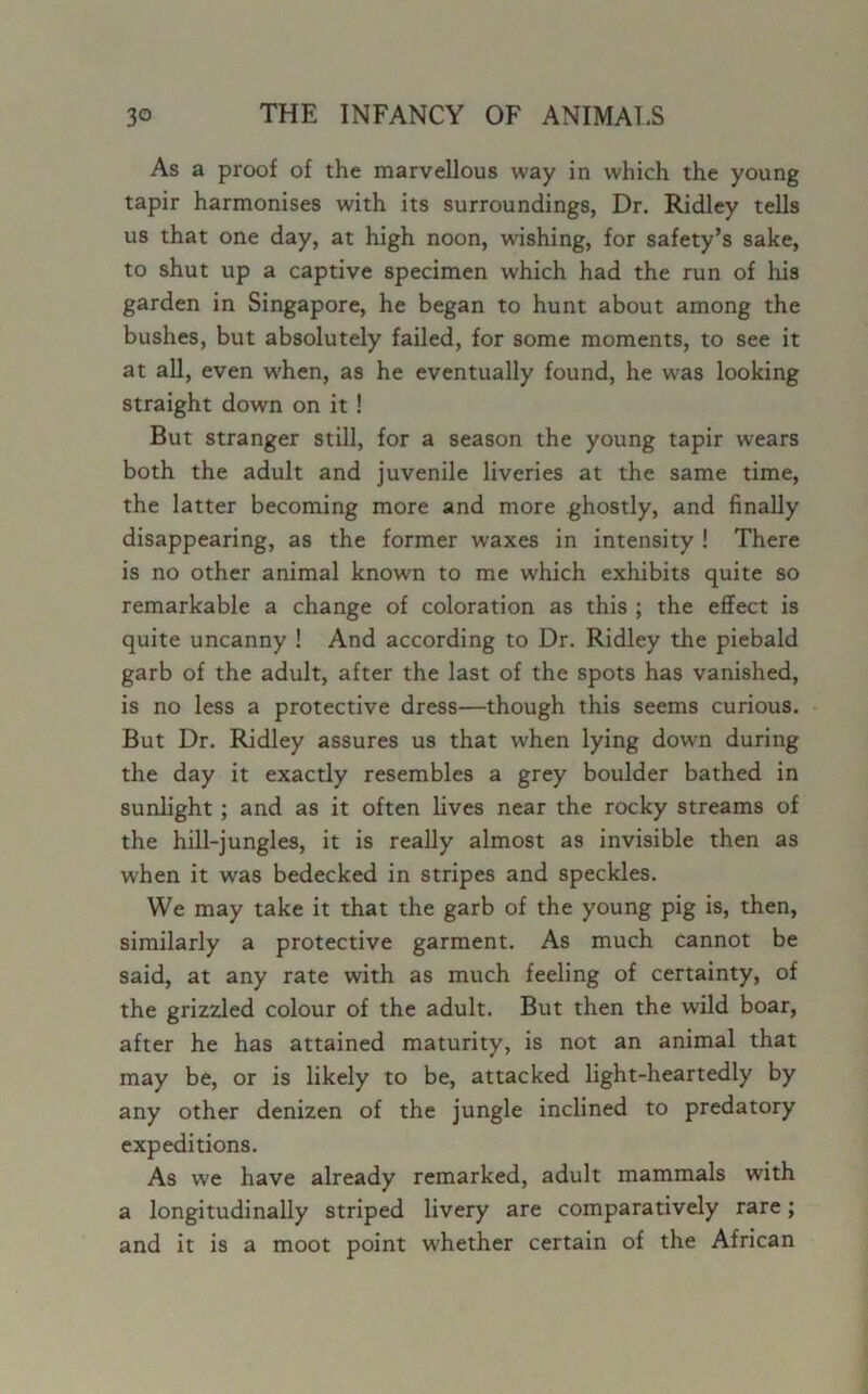 As a proof of the marvellous way in which the young tapir harmonises with its surroundings, Dr. Ridley tells us that one day, at high noon, washing, for safety’s sake, to shut up a captive specimen which had the run of his garden in Singapore, he began to hunt about among the bushes, but absolutely failed, for some moments, to see it at all, even when, as he eventually found, he was looking straight down on it! But stranger still, for a season the young tapir wears both the adult and juvenile liveries at the same time, the latter becoming more and more ghostly, and finally disappearing, as the former waxes in intensity ! There is no other animal known to me which exhibits quite so remarkable a change of coloration as this ; the effect is quite uncanny ! And according to Dr. Ridley the piebald garb of the adult, after the last of the spots has vanished, is no less a protective dress—though this seems curious. But Dr. Ridley assures us that when lying down during the day it exactly resembles a grey boulder bathed in sunlight; and as it often lives near the rocky streams of the hill-jungles, it is really almost as invisible then as when it was bedecked in stripes and speckles. We may take it that the garb of the young pig is, then, similarly a protective garment. As much cannot be said, at any rate with as much feeling of certainty, of the grizzled colour of the adult. But then the wild boar, after he has attained maturity, is not an animal that may be, or is likely to be, attacked light-heartedly by any other denizen of the jungle inclined to predatory expeditions. As we have already remarked, adult mammals with a longitudinally striped livery are comparatively rare; and it is a moot point whether certain of the African