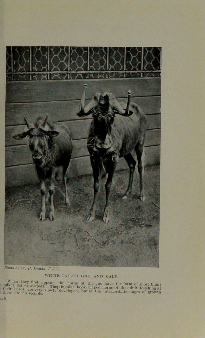 WHITE-TAILED GNU AND CALF. spik^set^idc^Lrt^^’ lI?e h,omsv °[ u,c Knu have the form of short blunt their Loses'* are m i, angular hook-shrped horns of the ndult touching at there are no r^ordl. WlV dcvc,opcd- but <’f intermediate stages of growth -46]