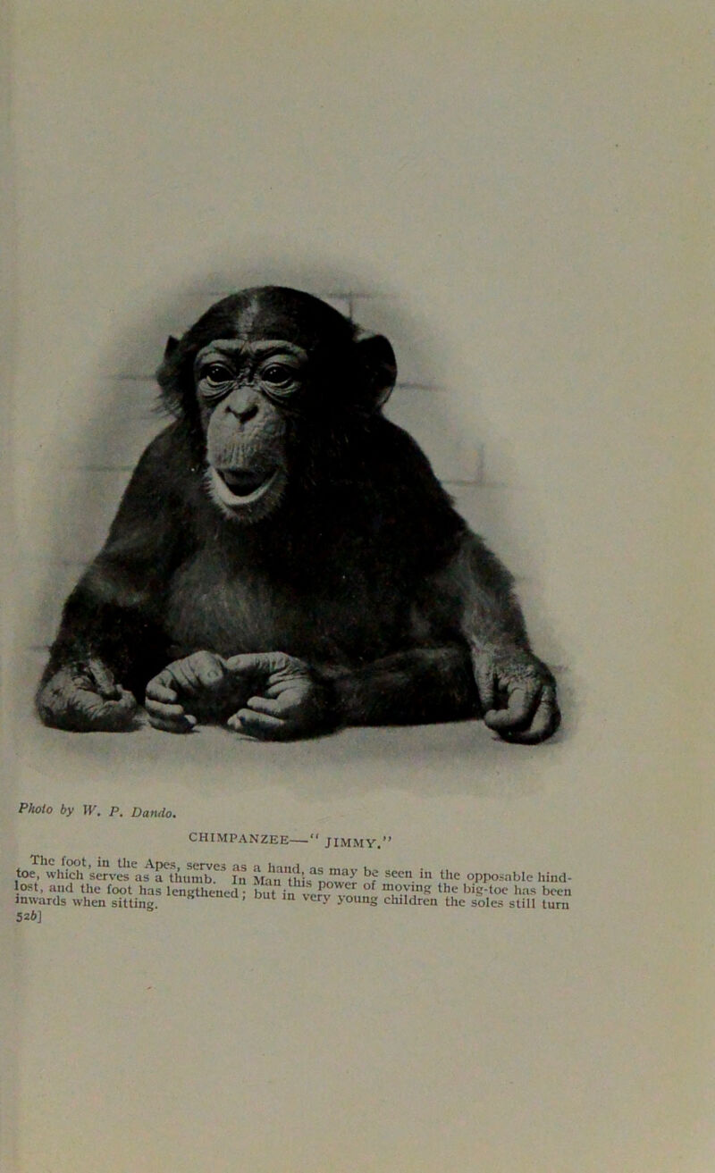 Photo by W. p. Dando. CHIMPANZEE “ JIMMY.” toe whfch’sSvB a^thu^?3 in Manlhis^^ „f Se™ V‘C oppo'abIcl«nd- &rwM«»i8 lcnRUiened: a* 52b]