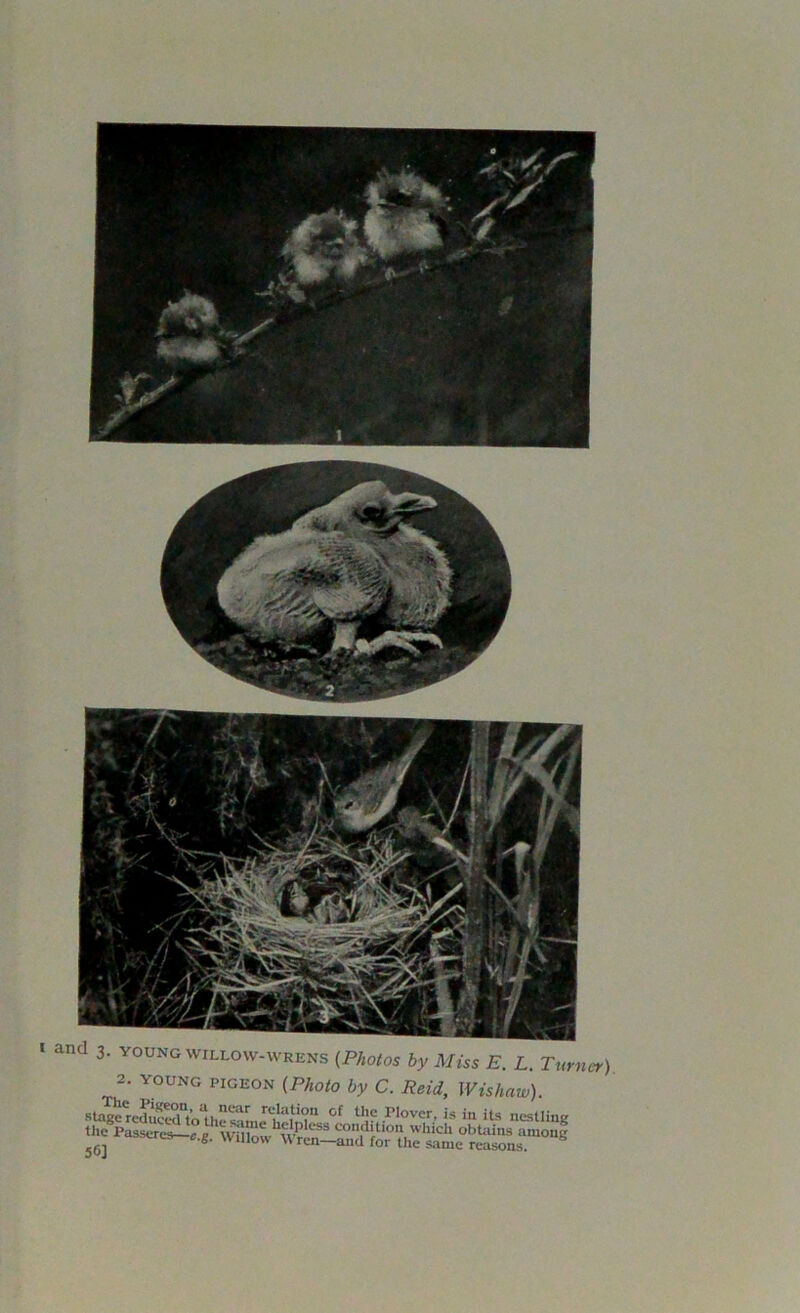 I and 3. young willow-wrens (Photos by Miss E. L. Turn, 2. young pigeon (Photo by C. Reid, Wishaw). sta^°f ^ Plover- is Us nestling the Passer^* e v^Sih^pless con,d‘tlon which obtains among j6] U55ere»-e'S- W.How Wren—and for the same reasons.