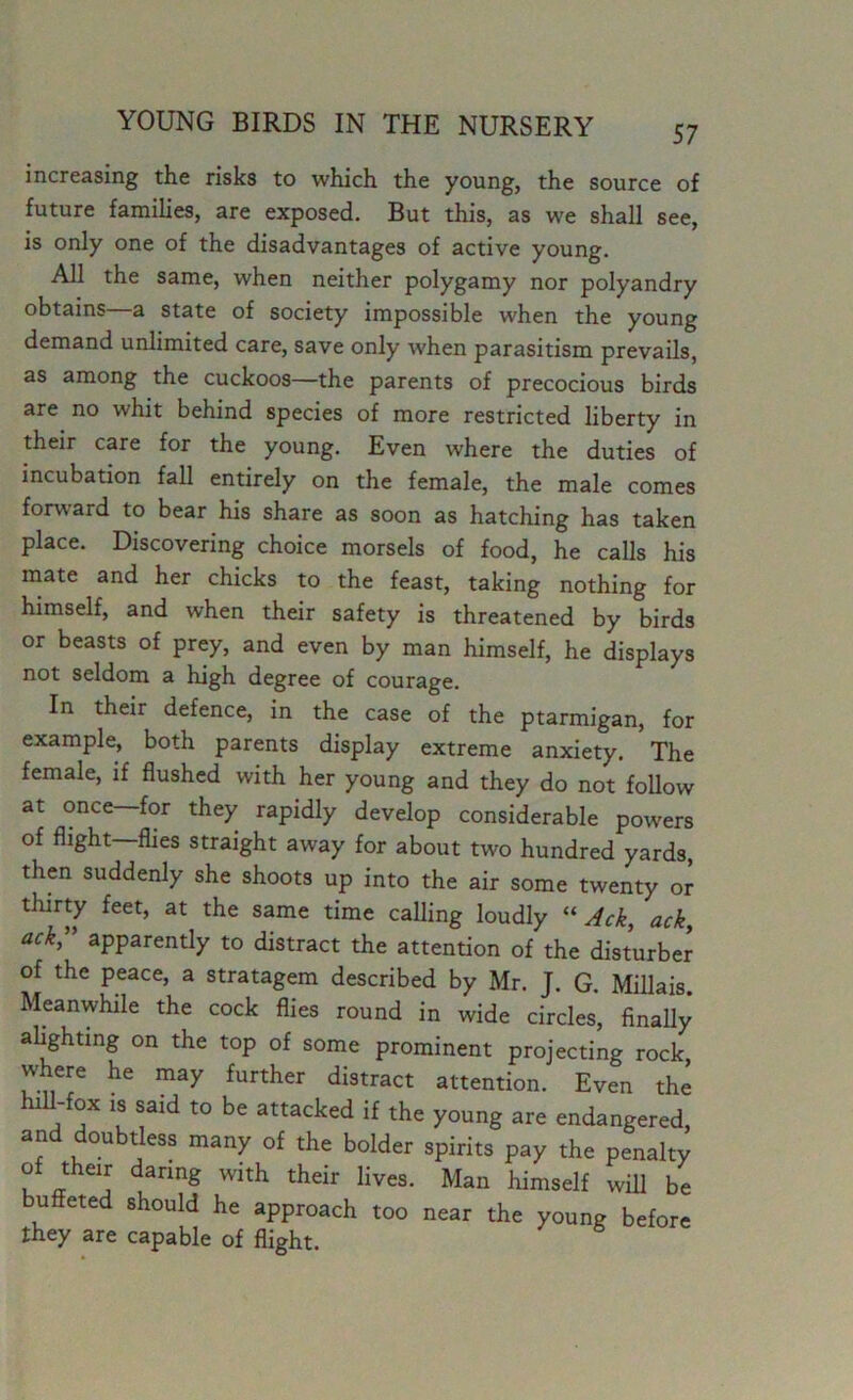 increasing the risks to which the young, the source of future families, are exposed. But this, as we shall see, is only one of the disadvantages of active young. All the same, when neither polygamy nor polyandry obtains—a state of society impossible when the young demand unlimited care, save only when parasitism prevails, as among the cuckoos—the parents of precocious birds are no whit behind species of more restricted liberty in their care for the young. Even where the duties of incubation fall entirely on the female, the male comes forward to bear his share as soon as hatching has taken place. Discovering choice morsels of food, he calls his mate and her chicks to the feast, taking nothing for himself, and when their safety is threatened by birds or beasts of prey, and even by man himself, he displays not seldom a high degree of courage. In their defence, in the case of the ptarmigan, for example, both parents display extreme anxiety. The female, if flushed with her young and they do not follow at once for they rapidly develop considerable powers of flight—flies straight away for about two hundred yards then suddenly she shoots up into the air some twenty or thirty feet, at the same time calling loudly “ Ack, ack, ack” apparently to distract the attention of the disturber of the peace, a stratagem described by Mr. J. G Millais Meanwhile the cock flies round in wide circles', finally alighting on the top of some prominent projecting rock, where he may further distract attention. Even the hiil-fox is said to be attacked if the young are endangered, and doubtless many of the bolder spirits pay the penalty of their daring with their lives. Man himself will be buffeted should he approach too near the young before they are capable of flight.