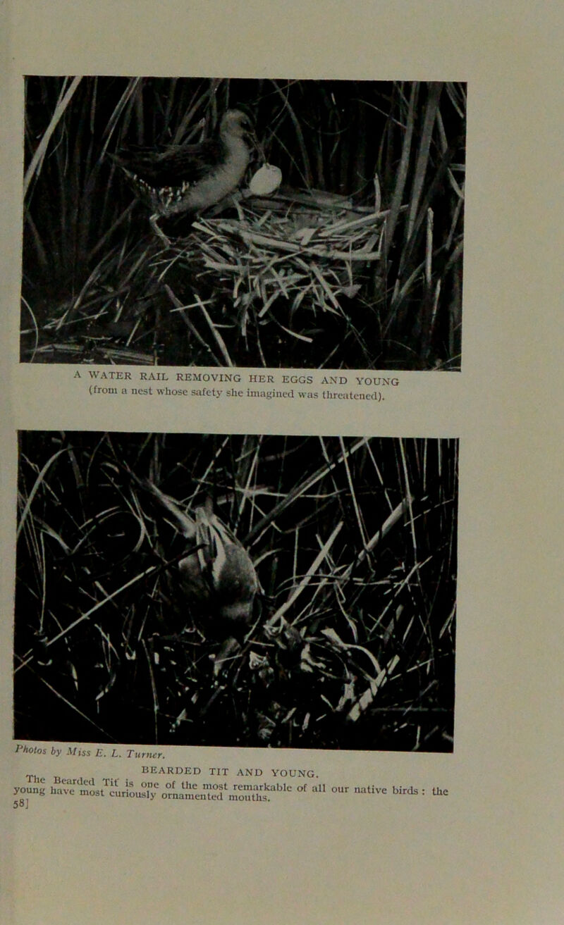 (from a nest whose safety she imagined was threatened). BEARDED TIT AND YOUNG. young haTermostTfuriUo^omamenTdS(°f #U °Ur °ative birds : the SO]