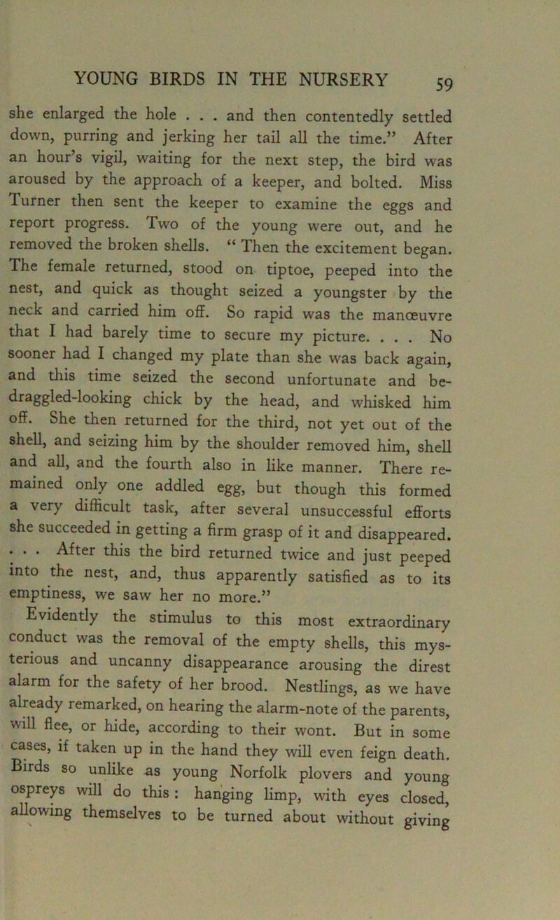 she enlarged the hole . . . and then contentedly settled down, purring and jerking her tail all the time.” After an hour’s vigil, waiting for the next step, the bird was aroused by the approach of a keeper, and bolted. Miss Turner then sent the keeper to examine the eggs and report progress. Two of the young were out, and he removed the broken shells. “ Then the excitement began. The female returned, stood on tiptoe, peeped into the nest, and quick as thought seized a youngster by the neck and carried him off. So rapid was the manoeuvre that I had barely time to secure my picture. . . . No sooner had I changed my plate than she was back again, and this time seized the second unfortunate and be- draggled-looking chick by the head, and whisked him off. She then returned for the third, not yet out of the shell, and seizing him by the shoulder removed him, shell and all, and the fourth also in like manner. There re- mained only one addled egg, but though this formed a very difficult task, after several unsuccessful efforts she succeeded in getting a firm grasp of it and disappeared. . . . After this the bird returned twice and just peeped into the nest, and, thus apparently satisfied as to its emptiness, we saw her no more.” Evidently the stimulus to this most extraordinary conduct was the removal of the empty shells, this mys- terious and uncanny disappearance arousing the direst alarm for the safety of her brood. Nestlings, as we have already remarked, on hearing the alarm-note of the parents, will flee, or hide, according to their wont. But in some cases, if taken up in the hand they will even feign death. Birds so unlike as young Norfolk plovers and young ospreys will do this: hanging limp, with eyes closed, allowing themselves to be turned about without giving