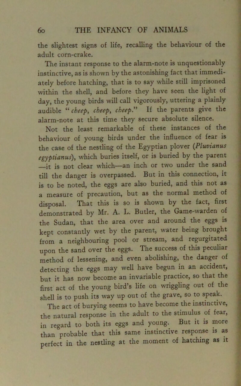 the slightest signs of life, recalling the behaviour of the adult corn-crake. The instant response to the alarm-note is unquestionably instinctive, as is shown by the astonishing fact that immedi- ately before hatching, that is to say while still imprisoned within the shell, and before they have seen the light of day, the young birds will call vigorously, uttering a plainly audible “cheep, cheep, cheep.” If the parents give the alarm-note at this time they secure absolute silence. Not the least remarkable of these instances of the behaviour of young birds under the influence of fear is the case of the nestling of the Egyptian plover (Pluvianus egyptianus), which buries itself, or is buried by the parent —it is not clear which—an inch or two under the sand till the danger is overpassed. But in this connection, it is to be noted, the eggs are also buried, and this not as a measure of precaution, but as the normal method of disposal. That this is so is shown by the fact, first demonstrated by Mr. A. L. Butler, the Game-warden of the Sudan, that the area over and around the eggs is kept constantly wet by the parent, water being brought from a neighbouring pool or stream, and regurgitated upon the sand over the eggs. The success of this peculiar method of lessening, and even abolishing, the danger of detecting the eggs may well have begun in an accident, but it has now become an invariable practice, so that the first act of the young bird’s life on wriggling out of the shell is to push its way up out of the grave, so to speak. The act of burying seems to have become the instinctive, the natural response in the adult to the stimulus of fear, in regard to both its eggs and young. But it is more than probable that this same instinctive response is as perfect in the nestling at the moment of hatching as it