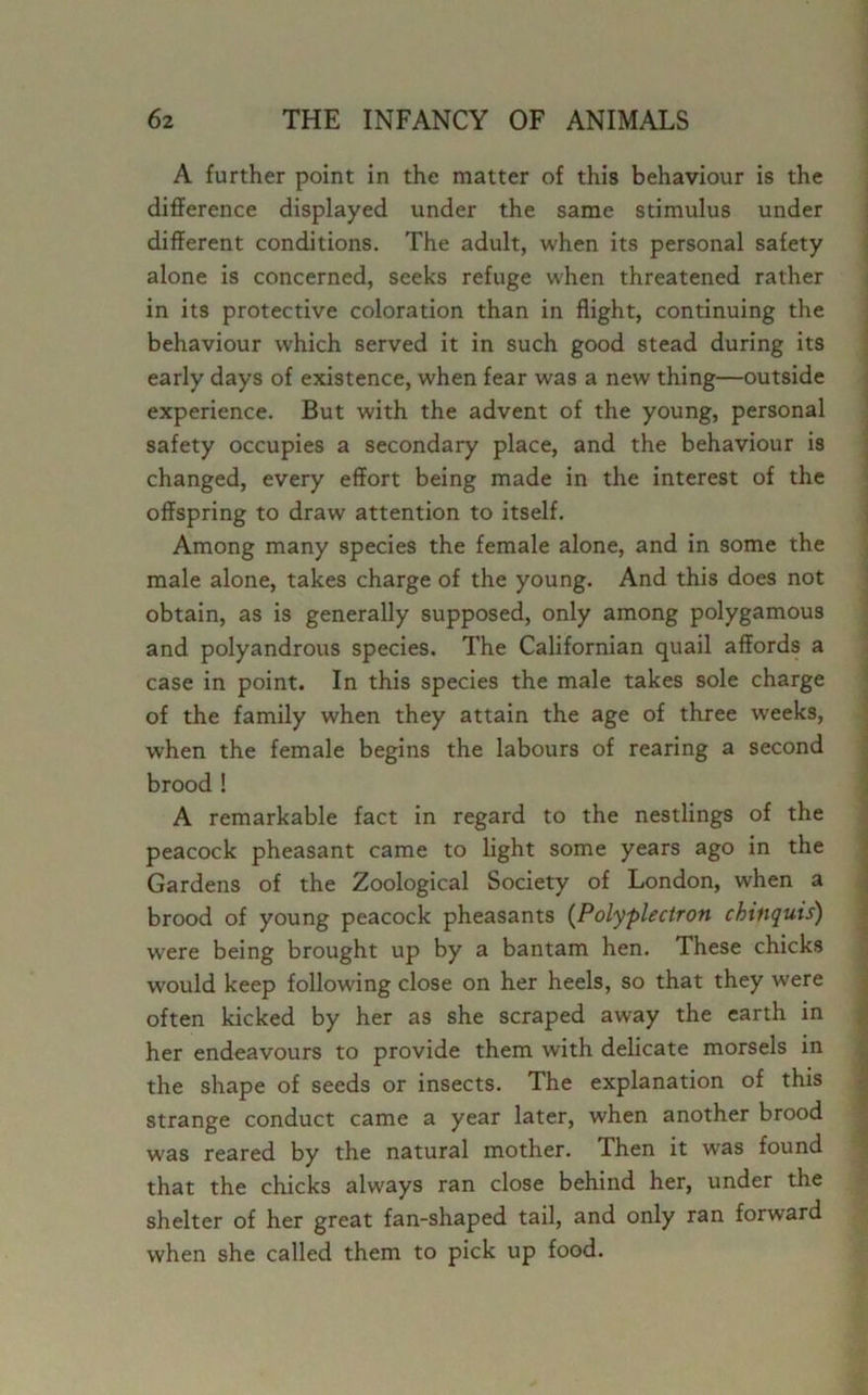 A further point in the matter of this behaviour is the difference displayed under the same stimulus under different conditions. The adult, when its personal safety alone is concerned, seeks refuge when threatened rather in its protective coloration than in flight, continuing the behaviour which served it in such good stead during its early days of existence, when fear was a new thing—outside experience. But with the advent of the young, personal safety occupies a secondary place, and the behaviour is changed, every effort being made in the interest of the offspring to draw attention to itself. Among many species the female alone, and in some the male alone, takes charge of the young. And this does not obtain, as is generally supposed, only among polygamous and polyandrous species. The Californian quail affords a case in point. In this species the male takes sole charge of the family when they attain the age of three weeks, when the female begins the labours of rearing a second brood ! A remarkable fact in regard to the nestlings of the peacock pheasant came to light some years ago in the Gardens of the Zoological Society of London, when a brood of young peacock pheasants (Polyplectron chinquis) were being brought up by a bantam hen. These chicks would keep following close on her heels, so that they were often kicked by her as she scraped away the earth in her endeavours to provide them with delicate morsels in the shape of seeds or insects. The explanation of this strange conduct came a year later, when another brood was reared by the natural mother. Then it was found that the chicks always ran close behind her, under the shelter of her great fan-shaped tail, and only ran forward when she called them to pick up food.