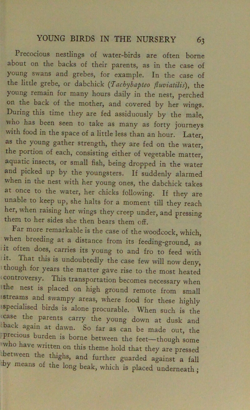 Precocious nestlings of water-birds are often borne about on the backs of their parents, as in the case of young swans and grebes, for example. In the case of the little grebe, or dabchick (Tachybapteo fluviatilis), the young remain for many hours daily in the nest, perched on the back of the mother, and covered by her wings. During this time they are fed assiduously by the male, who has been seen to take as many as forty journeys with food in the space of a little less than an hour. Later, as the young gather strength, they are fed on the water, the portion of each, consisting either of vegetable matter, aquatic insects, or small fish, being dropped in the water and picked up by the youngsters. If suddenly alarmed when in the nest with her young ones, the dabchick takes at once to the water, her chicks following. If they are unable to keep up, she halts for a moment till they reach her, when raising her wings they creep under, and pressing them to her sides she then bears them off. Far moie remarkable is the case of the woodcock, which, when breeding at a distance from its feeding-ground, as lit often does, carries its young to and fro to feed with 1lt- That this is undoubtedly the case few will now deny, though for years the matter gave rise to the most heated controversy. This transportation becomes necessary when the nest is placed on high ground remote from small streams and swampy areas, where food for these highly specialised birds is alone procurable. When such is the case the parents carry the young down at dusk and back again at dawn. So far as can be made out, the precious burden is borne between the feet—though some who have written on this theme hold that they are pressed etween the thighs, and further guarded against a fall y means of the long beak, which is placed underneath;