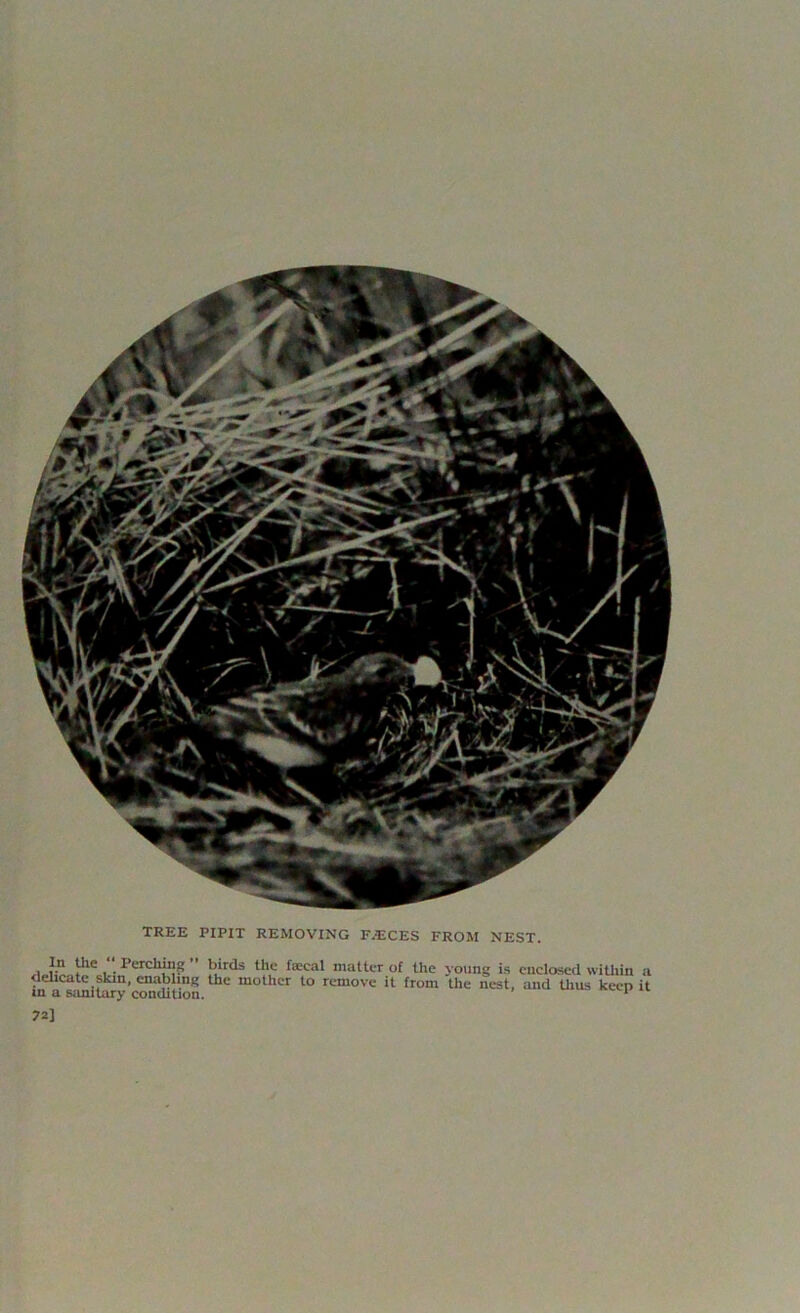 TREE PIPIT REMOVING FAECES FROM NEST. , Hlc .. 1>crclli,l ’ }>jrds the faecal matter of the young is enclosed within a delicate skin, enabling the mother to remove it from the nest, and tiius keep it in a sanitary condition. 1 72]