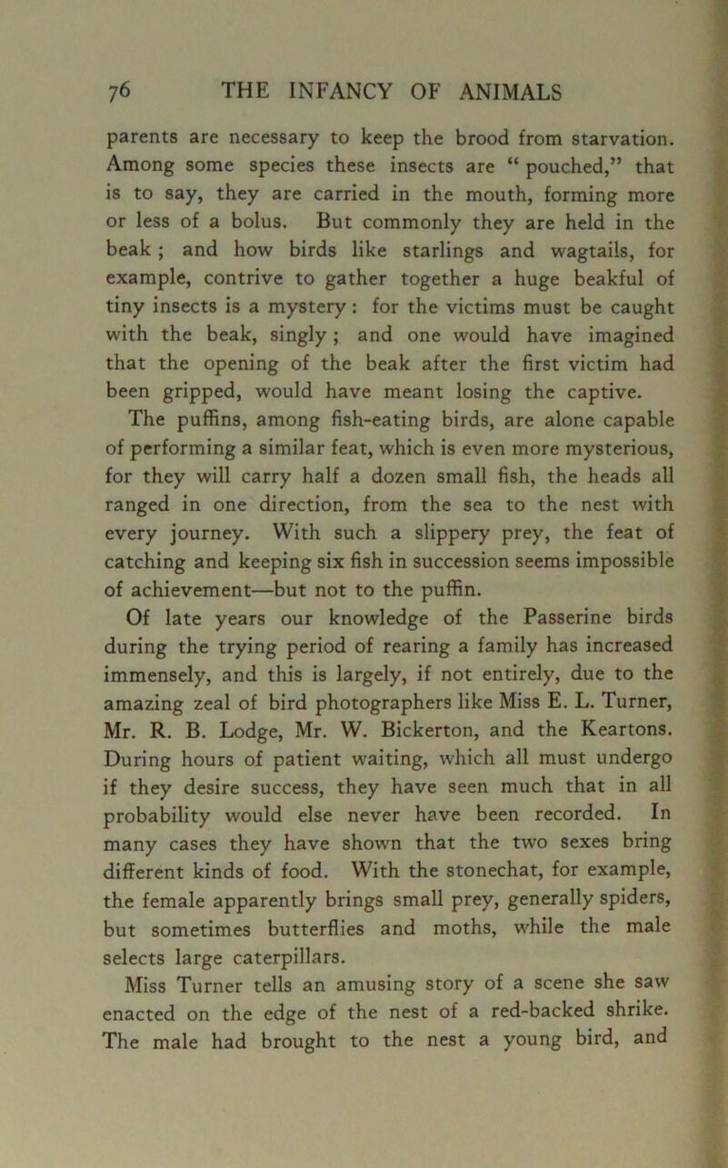 parents are necessary to keep the brood from starvation. Among some species these insects are “ pouched,” that is to say, they are carried in the mouth, forming more or less of a bolus. But commonly they are held in the beak; and how birds like starlings and wagtails, for example, contrive to gather together a huge beakful of tiny insects is a mystery: for the victims must be caught with the beak, singly; and one would have imagined that the opening of the beak after the first victim had been gripped, would have meant losing the captive. The puffins, among fish-eating birds, are alone capable of performing a similar feat, which is even more mysterious, for they will carry half a dozen small fish, the heads all ranged in one direction, from the sea to the nest with every journey. With such a slippery prey, the feat of catching and keeping six fish in succession seems impossible of achievement—but not to the puffin. Of late years our knowledge of the Passerine birds during the trying period of rearing a family has increased immensely, and this is largely, if not entirely, due to the amazing zeal of bird photographers like Miss E. L. Turner, Mr. R. B. Lodge, Mr. W. Bickerton, and the Keartons. During hours of patient waiting, which all must undergo if they desire success, they have seen much that in all probability would else never have been recorded. In many cases they have shown that the two sexes bring different kinds of food. With the stonechat, for example, the female apparently brings small prey, generally spiders, but sometimes butterflies and moths, while the male selects large caterpillars. Miss Turner tells an amusing story of a scene she saw enacted on the edge of the nest of a red-backed shrike. The male had brought to the nest a young bird, and