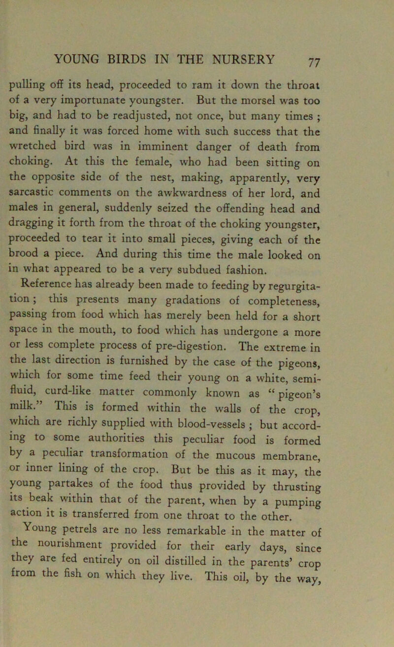 pulling off its head, proceeded to ram it down the throat of a very importunate youngster. But the morsel was too big, and had to be readjusted, not once, but many times ; and finally it was forced home with such success that the wretched bird was in imminent danger of death from choking. At this the female, who had been sitting on the opposite side of the nest, making, apparently, very sarcastic comments on the awkwardness of her lord, and males in general, suddenly seized the offending head and dragging it forth from the throat of the choking youngster, proceeded to tear it into small pieces, giving each of the brood a piece. And during this time the male looked on in what appeared to be a very subdued fashion. Reference has already been made to feeding by regurgita- tion ; this presents many gradations of completeness, passing from food which has merely been held for a short space in the mouth, to food which has undergone a more or less complete process of pre-digestion. The extreme in the last direction is furnished by the case of the pigeons, which for some time feed their young on a white, semi- fluid, curd-like matter commonly known as “ pigeon’s milk.” This is formed within the walls of the crop, which are richly supplied with blood-vessels ; but accord- ing to some authorities this peculiar food is formed by a peculiar transformation of the mucous membrane, or inner lining of the crop. But be this as it may, the young partakes of the food thus provided by thrusting its beak within that of the parent, when by a pumping action it is transferred from one throat to the other. Young petrels are no less remarkable in the matter of the nourishment provided for their early days, since they are fed entirely on oil distilled in the parents’ crop from the fish on which they live. This oil, by the way.