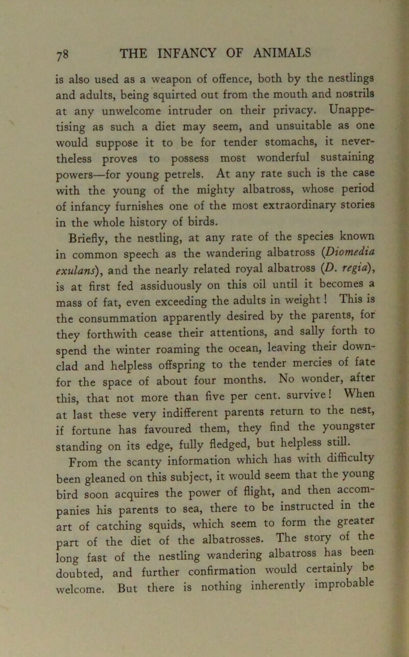 is also used as a weapon of offence, both by the nestlings and adults, being squirted out from the mouth and nostrils at any unwelcome intruder on their privacy. Unappe- tising as such a diet may seem, and unsuitable as one would suppose it to be for tender stomachs, it never- theless proves to possess most wonderful sustaining powers—for young petrels. At any rate such is the case with the young of the mighty albatross, whose period of infancy furnishes one of the most extraordinary stories in the whole history of birds. Briefly, the nestling, at any rate of the species known in common speech as the wandering albatross (Diomedia exulans), and the nearly related royal albatross (D. regia), is at first fed assiduously on this oil until it becomes a mass of fat, even exceeding the adults in weight! This is the consummation apparently desired by the parents, for they forthwith cease their attentions, and sally forth to spend the winter roaming the ocean, leaving their down- clad and helpless offspring to the tender mercies of fate for the space of about four months. No wonder, after this, that not more than five per cent, survive! When at last these very indifferent parents return to the nest, if fortune has favoured them, they find the youngster standing on its edge, fully fledged, but helpless still. From the scanty information which has with difficulty been gleaned on this subject, it would seem that the young bird soon acquires the power of flight, and then accom- panies his parents to sea, there to be instructed in the art of catching squids, which seem to form the greater part of the diet of the albatrosses. The story of the long fast of the nestling wandering albatross has been doubted, and further confirmation would certainly be welcome. But there is nothing inherently improbable