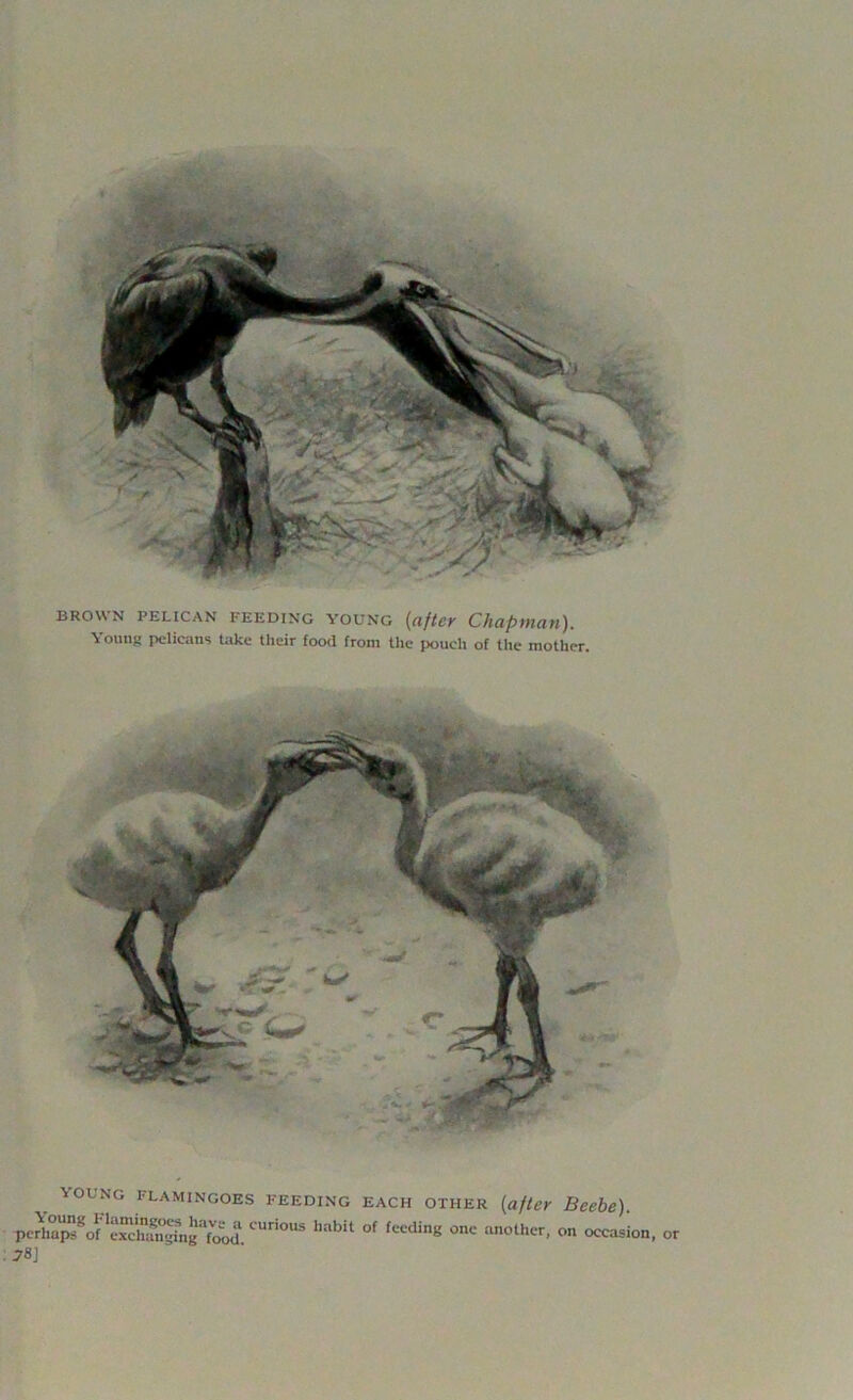 BROWN PELICAN feeding young (after Chapman). \ oung pelicans take their food from the pouch of the mother. young flamingoes feeding each other (after Beebe). habU °f fccding onc another- ™ °ccasi< 78] or