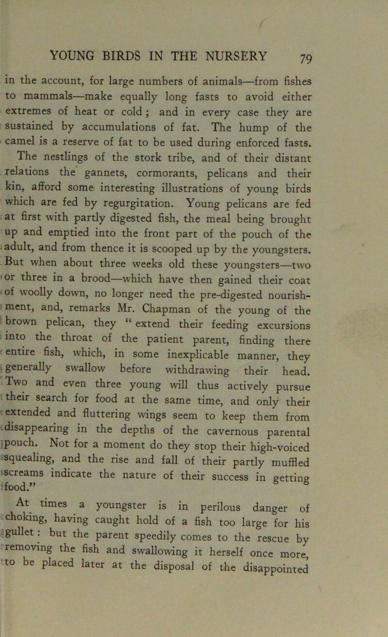 in the account, for large numbers of animals—from fishes to mammals—make equally long fasts to avoid either extremes of heat or cold ; and in every case they are sustained by accumulations of fat. The hump of the camel is a reserve of fat to be used during enforced fasts. The nestlings of the stork tribe, and of their distant relations the gannets, cormorants, pelicans and their kin, afford some interesting illustrations of young birds which are fed by regurgitation. Young pelicans are fed at first with partly digested fish, the meal being brought up and emptied into the front part of the pouch of the adult, and from thence it is scooped up by the youngsters. But when about three weeks old these youngsters—two or three in a brood—which have then gained their coat of woolly down, no longer need the pre-digested nourish- ment, and, remarks Mr. Chapman of the young of the brown pelican, they “ extend their feeding excursions into the throat of the patient parent, finding there entire fish, which, in some inexplicable manner, they generally swallow before withdrawing their head. Two and even three young will thus actively pursue their search for food at the same time, and only their extended and fluttering wings seem to keep them from disappearing in the depths of the cavernous parental pouch. Not for a moment do they stop their high-voiced •squealing, and the rise and fall of their partly muffled screams indicate the nature of their success in getting food.” At times a youngster is in perilous danger of choking, having caught hold of a fish too large for his gullet : but the parent speedily comes to the rescue by removing the fish and swallowing it herself once more, to be placed later at the disposal of the disappointed