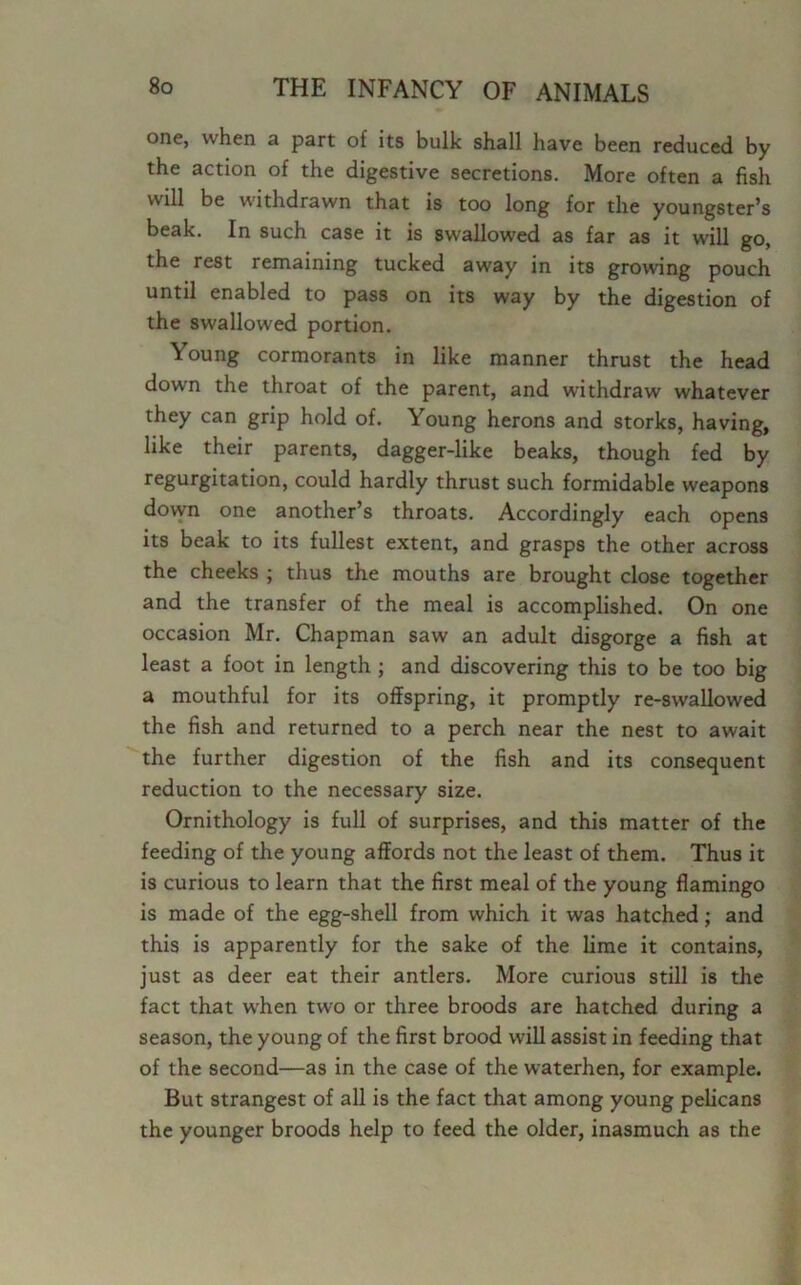 one, when a part of its bulk shall have been reduced by the action of the digestive secretions. More often a fish will be withdrawn that is too long for the youngster’s beak. In such case it is swallowed as far as it will go, the rest remaining tucked away in its growing pouch until enabled to pass on its way by the digestion of the swallowed portion. Young cormorants in like manner thrust the head down the throat of the parent, and withdraw whatever they can grip hold of. Young herons and storks, having, like their parents, dagger-like beaks, though fed by regurgitation, could hardly thrust such formidable weapons down one another’s throats. Accordingly each opens its beak to its fullest extent, and grasps the other across the cheeks ; thus the mouths are brought close together and the transfer of the meal is accomplished. On one occasion Mr. Chapman saw an adult disgorge a fish at least a foot in length ; and discovering this to be too big a mouthful for its offspring, it promptly re-swallowed the fish and returned to a perch near the nest to await the further digestion of the fish and its consequent reduction to the necessary size. Ornithology is full of surprises, and this matter of the feeding of the young affords not the least of them. Thus it is curious to learn that the first meal of the young flamingo is made of the egg-shell from which it was hatched; and this is apparently for the sake of the lime it contains, just as deer eat their antlers. More curious still is the fact that when two or three broods are hatched during a season, the young of the first brood will assist in feeding that of the second—as in the case of the waterhen, for example. But strangest of all is the fact that among young pelicans the younger broods help to feed the older, inasmuch as the