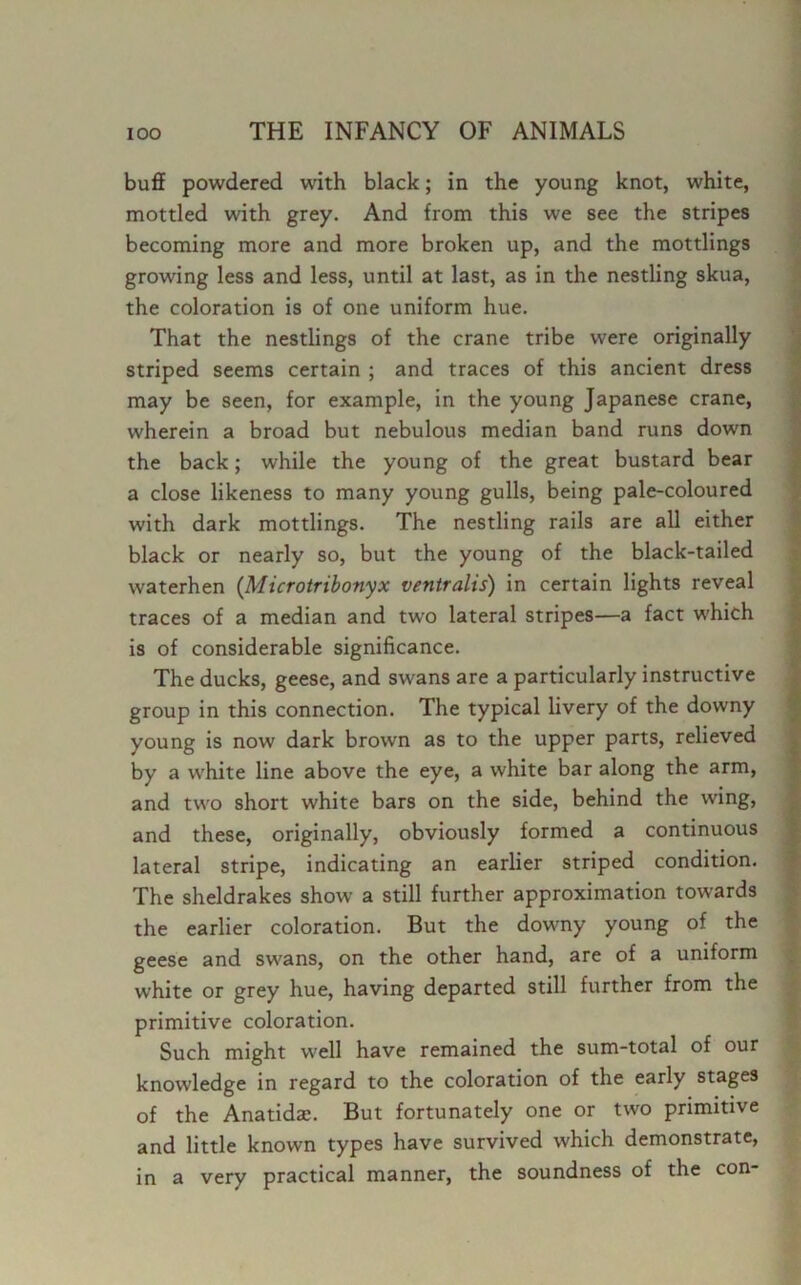 buff powdered with black; in the young knot, white, mottled with grey. And from this we see the stripes becoming more and more broken up, and the mottlings growing less and less, until at last, as in the nestling skua, the coloration is of one uniform hue. That the nestlings of the crane tribe were originally striped seems certain ; and traces of this ancient dress may be seen, for example, in the young Japanese crane, wherein a broad but nebulous median band runs down the back; while the young of the great bustard bear a close likeness to many young gulls, being pale-coloured with dark mottlings. The nestling rails are all either black or nearly so, but the young of the black-tailed waterhen (Microtribonyx ventralis) in certain lights reveal traces of a median and two lateral stripes—a fact which is of considerable significance. The ducks, geese, and swans are a particularly instructive group in this connection. The typical livery of the downy young is now dark brown as to the upper parts, relieved by a white line above the eye, a white bar along the arm, and two short white bars on the side, behind the wing, and these, originally, obviously formed a continuous lateral stripe, indicating an earlier striped condition. The sheldrakes show a still further approximation towards the earlier coloration. But the downy young of the geese and swans, on the other hand, are of a uniform white or grey hue, having departed still further from the primitive coloration. Such might well have remained the sum-total of our knowledge in regard to the coloration of the early stages of the Anatidze. But fortunately one or two primitive and little known types have survived which demonstrate, in a very practical manner, the soundness of the con-