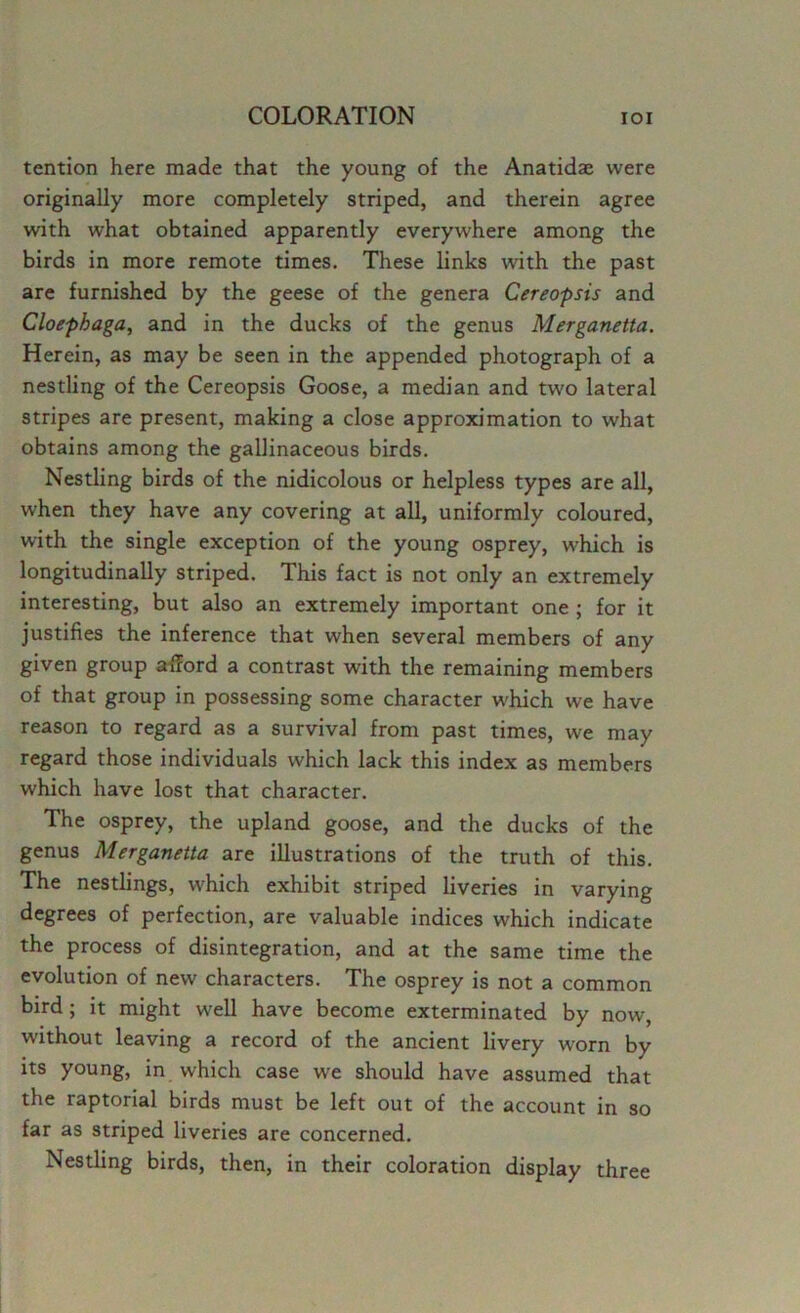tention here made that the young of the Anatidae were originally more completely striped, and therein agree with what obtained apparently everywhere among the birds in more remote times. These links with the past are furnished by the geese of the genera Cereopsis and Cloepbaga, and in the ducks of the genus Merganetta. Herein, as may be seen in the appended photograph of a nestling of the Cereopsis Goose, a median and two lateral stripes are present, making a close approximation to what obtains among the gallinaceous birds. Nestling birds of the nidicolous or helpless types are all, when they have any covering at all, uniformly coloured, with the single exception of the young osprey, which is longitudinally striped. This fact is not only an extremely interesting, but also an extremely important one ; for it justifies the inference that when several members of any given group afford a contrast with the remaining members of that group in possessing some character which we have reason to regard as a survival from past times, we may regard those individuals which lack this index as members which have lost that character. The osprey, the upland goose, and the ducks of the genus Merganetta are illustrations of the truth of this. The nestlings, which exhibit striped liveries in varying degrees of perfection, are valuable indices which indicate the process of disintegration, and at the same time the evolution of new characters. The osprey is not a common bird; it might well have become exterminated by now, without leaving a record of the ancient livery worn by its young, in which case we should have assumed that the raptorial birds must be left out of the account in so far as striped liveries are concerned. Nestling birds, then, in their coloration display three