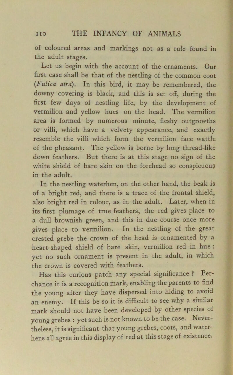of coloured areas and markings not as a rule found in the adult stages. Let us begin with the account of the ornaments. Our first case shall be that of the nestling of the common coot (Fultca atrd). In this bird, it may be remembered, the downy covering is black, and this is set off, during the first few days of nestling life, by the development of vermilion and yellow hues on the head. The vermilion area is formed by numerous minute, fleshy outgrowths or villi, which have a velvety appearance, and exactly resemble the villi which form the vermilion face wattle of the pheasant. The yellow is borne by long thread-like down feathers. But there is at this stage no sign of the white shield of bare skin on the forehead so conspicuous in the adult. In the nestling waterhen, on the other hand, the beak is of a bright red, and there is a trace of the frontal shield, also bright red in colour, as in the adult. Later, when in its first plumage of true feathers, the red gives place to a dull brownish green, and this in due course once more gives place to vermilion. In the nestling of the great crested grebe the crown of the head is ornamented by a heart-shaped shield of bare skin, vermilion red in hue : yet no such ornament is present in the adult, in which the crown is covered with feathers. Has this curious patch any special significance ? Per- chance it is a recognition mark, enabling the parents to find the young after they have dispersed into hiding to avoid an enemy. If this be so it is difficult to see why a similar mark should not have been developed by other species of young grebes : yet such is not known to be the case. Never- theless, it is significant that young grebes, coots, and water- hens all agree in this display of red at this stage of existence.
